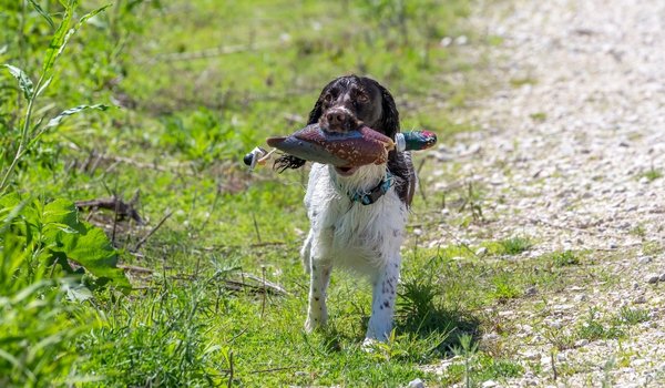 How to Create a High Converting Gundog Advert in the UK (Complete 2026 Guide) - Gun Dog Blog