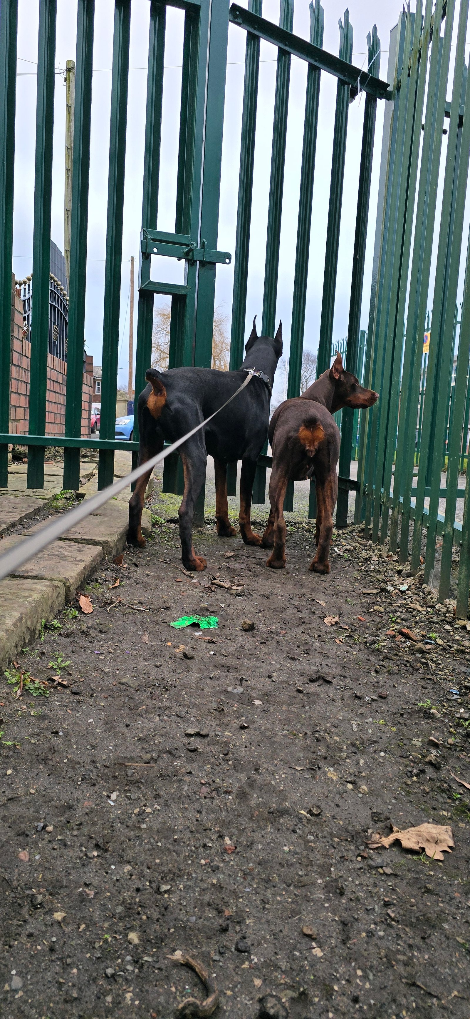 European Doberman for Rehoming FCI Registered Kobe