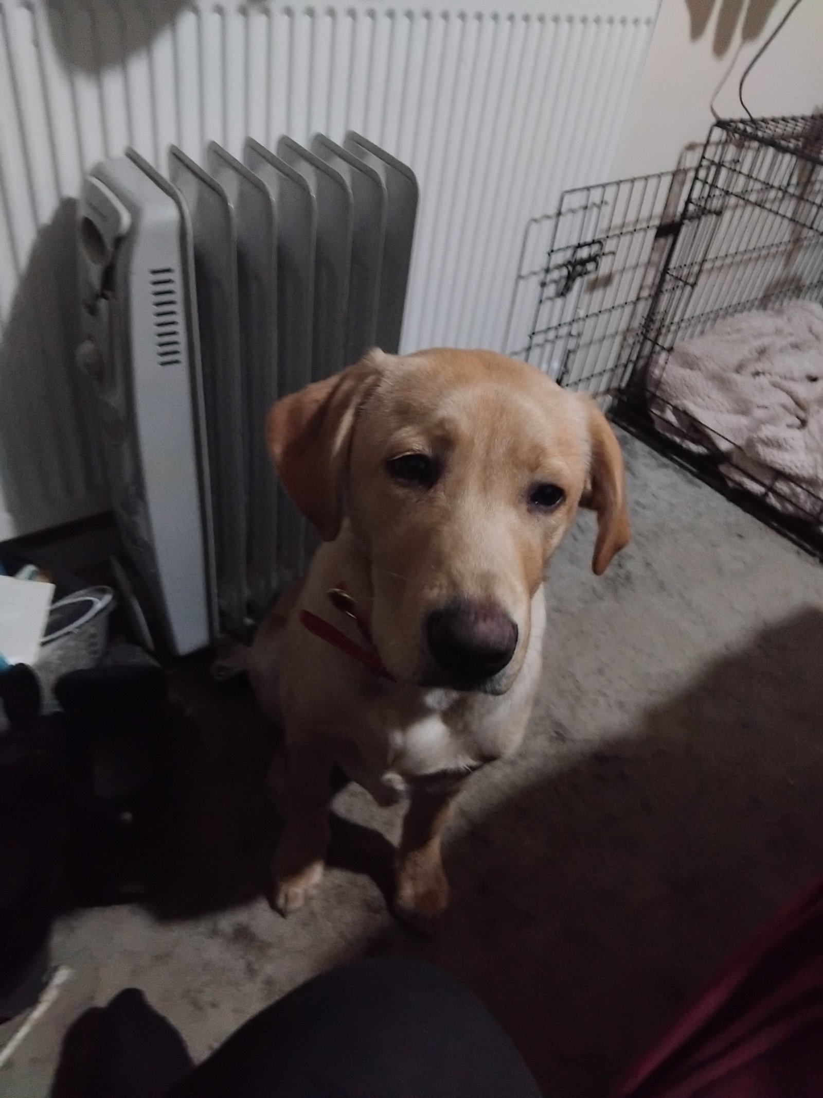 Trained Female Dog for Adoption