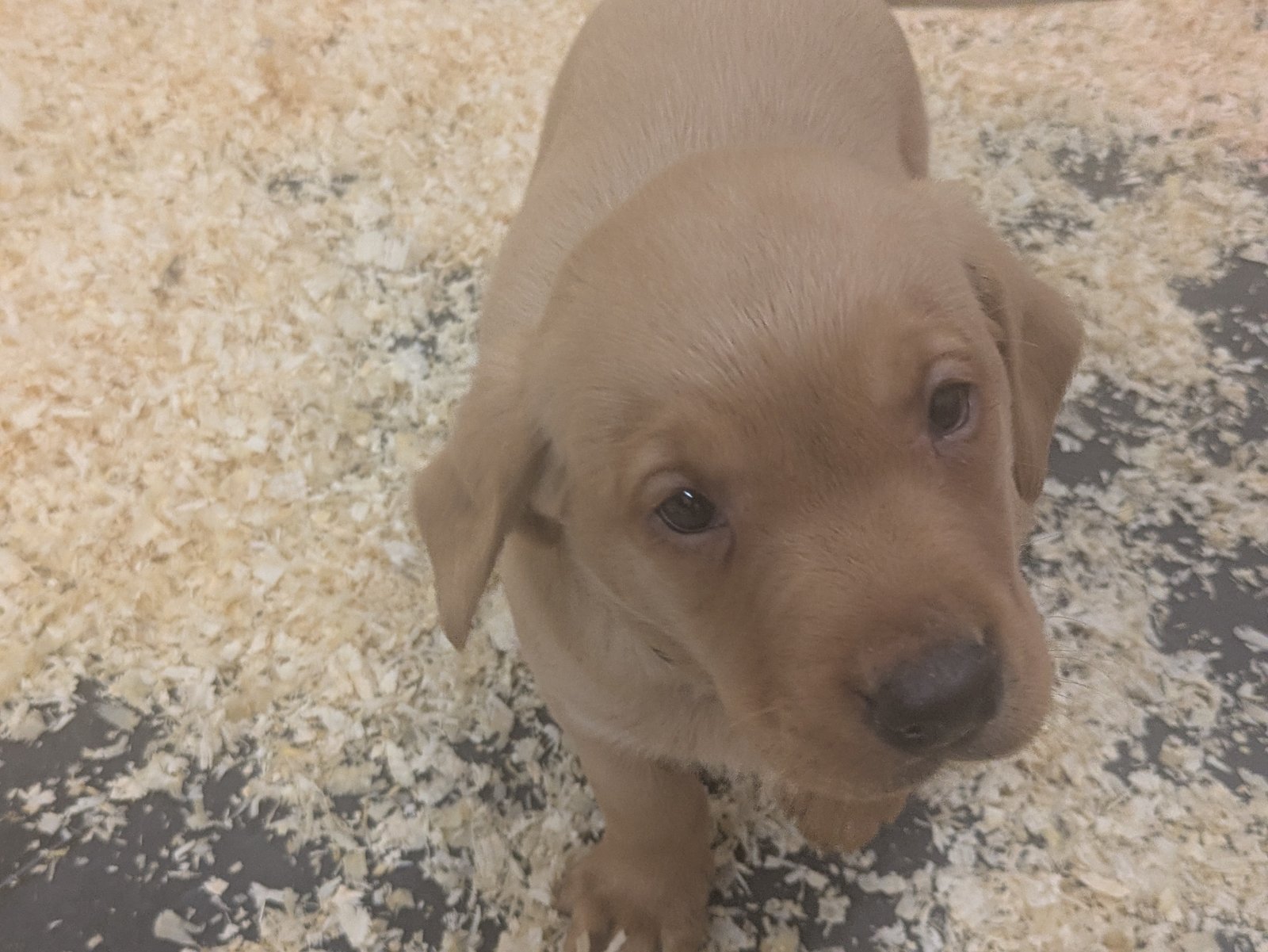 Male Labrador Puppies