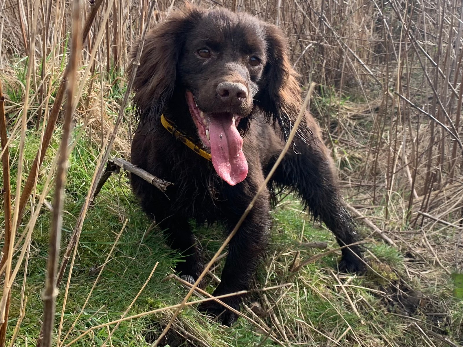 Fox Red Cocker Spaniel At Stud