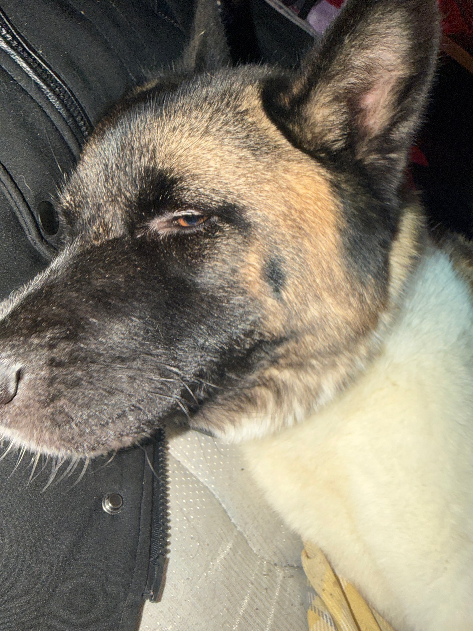 Erin Friendly 3 Year Old American Akita