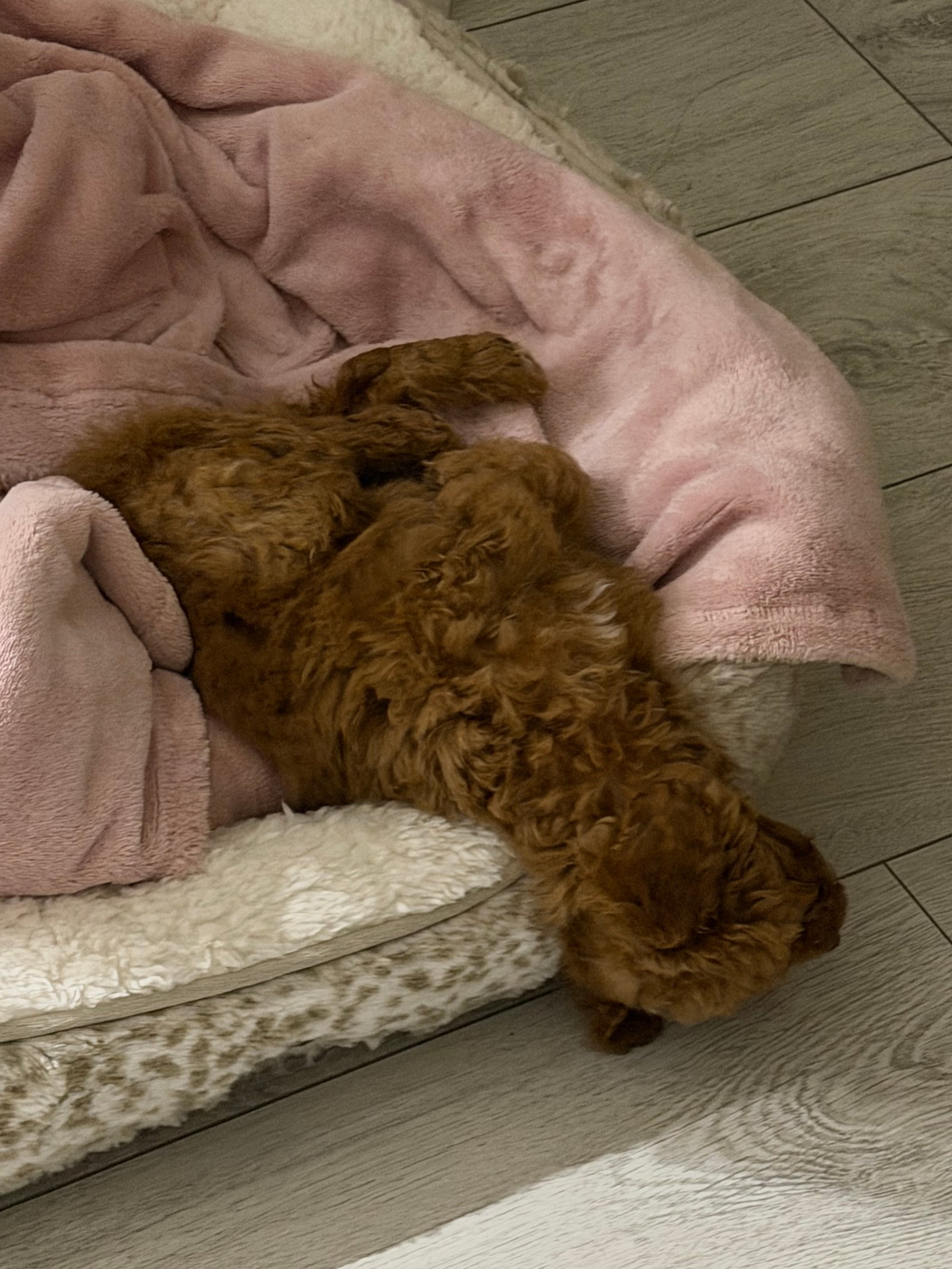 Adorable 10 Week Old Cavapoo Puppy Looking for Loving Home