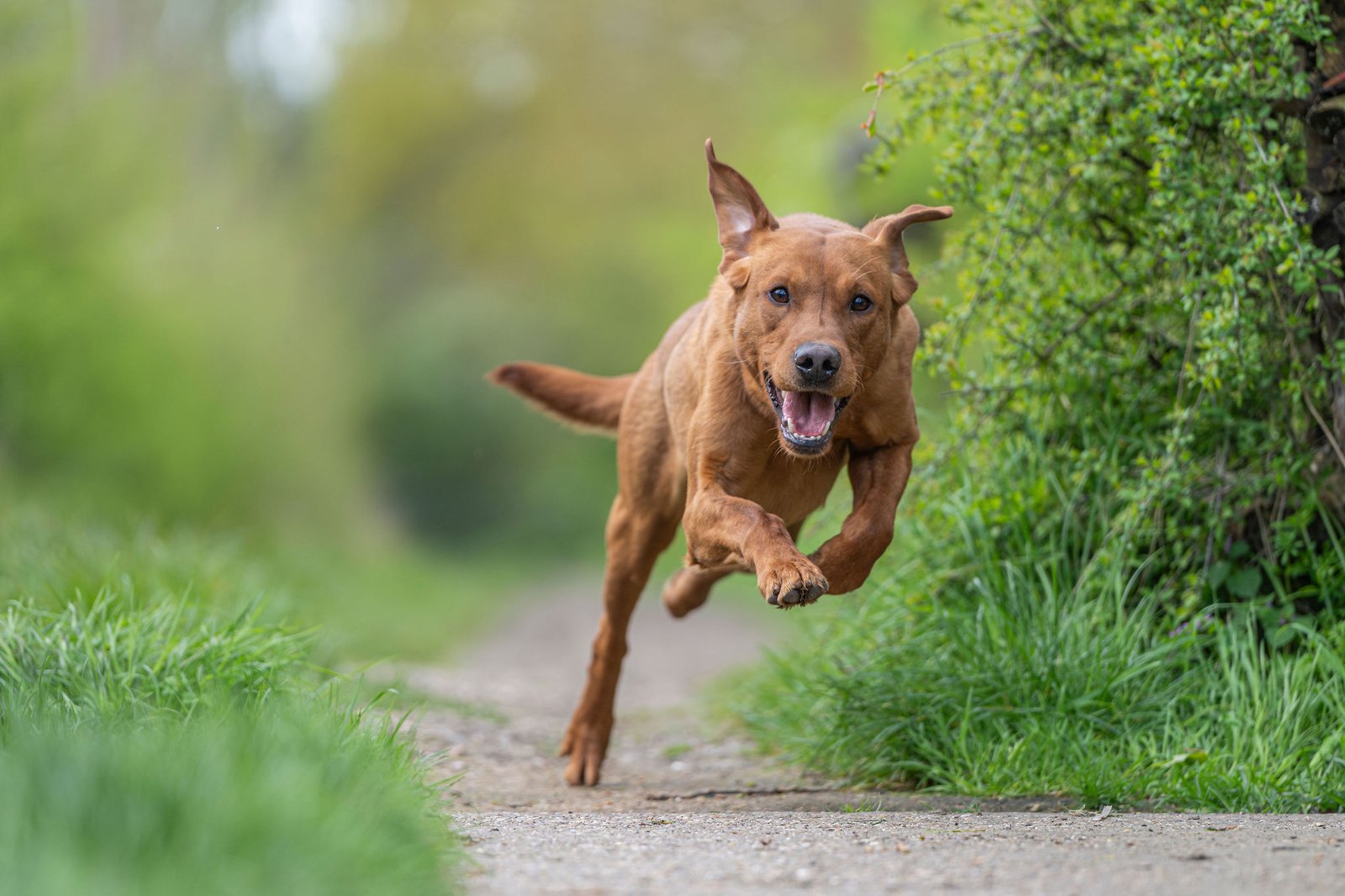 Drago a KC Registered Fox Red Labrador at Stud