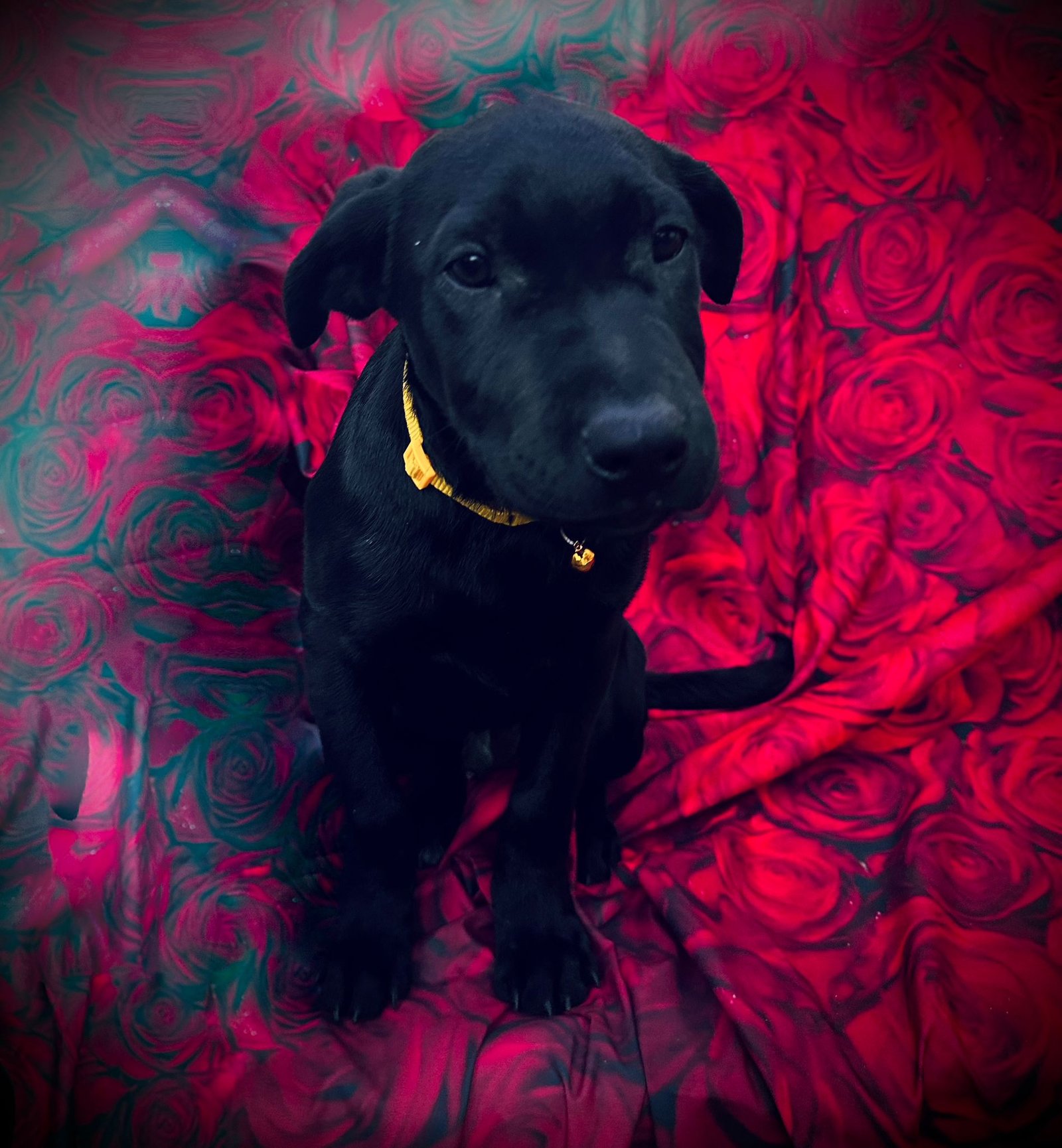 KC Registered Labrador Puppies Home Raised, Well Socialised & Family Friendly