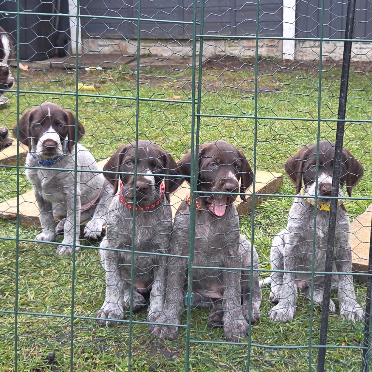 GWP German Wirehaired Puppies