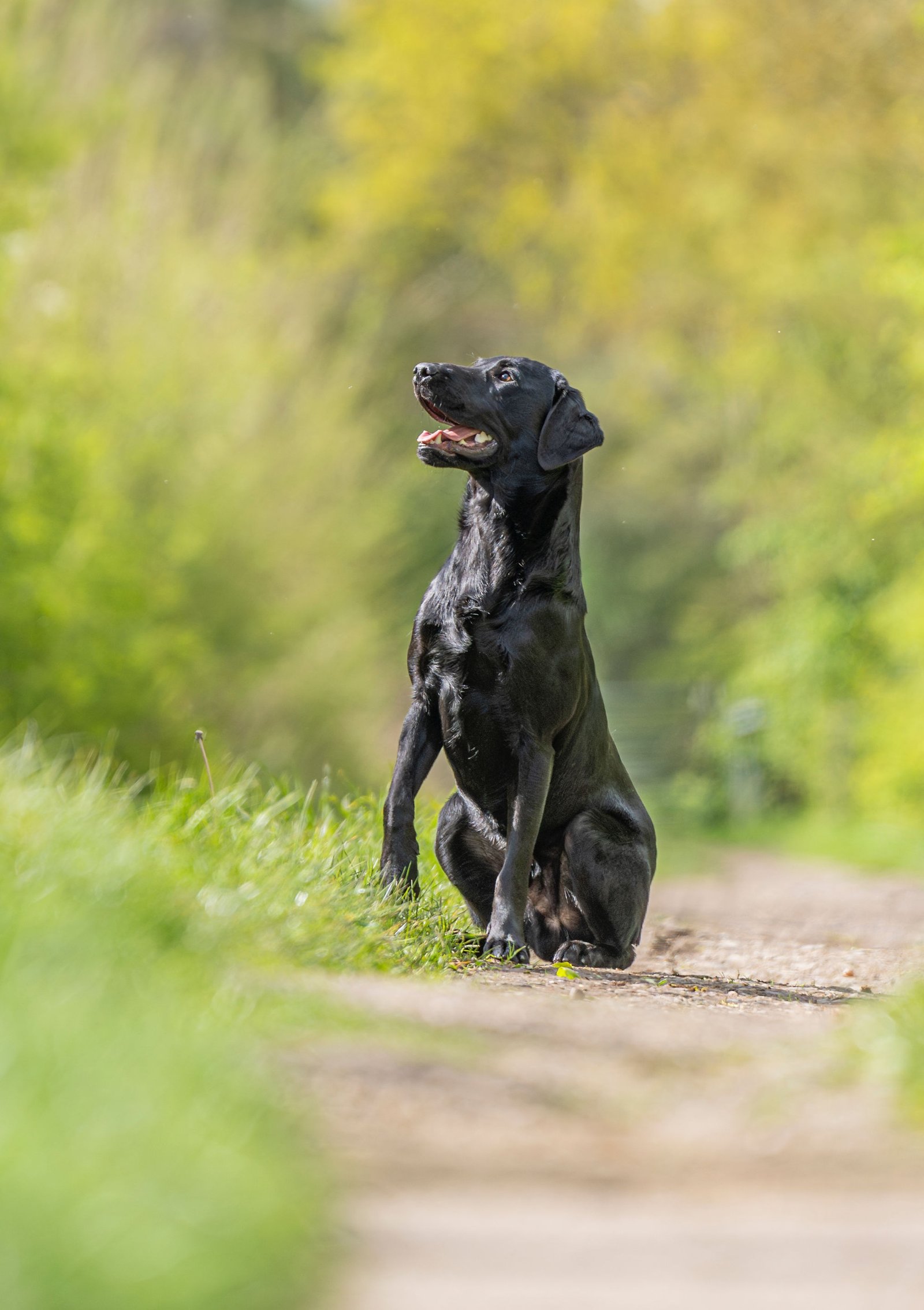 KC Reg, Fully Health Tested, Fox Red Labrador