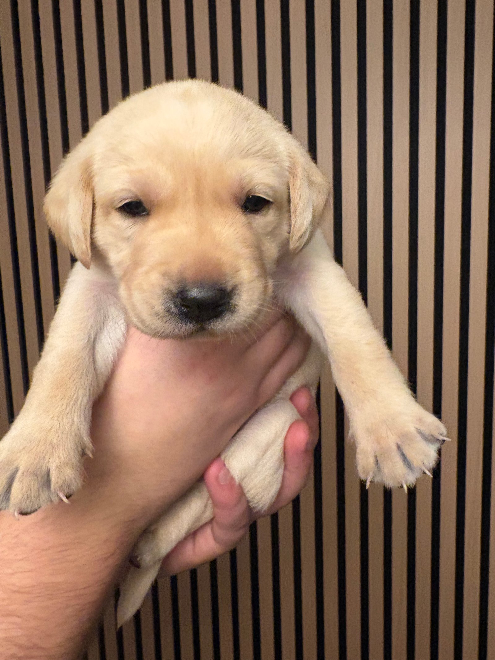 KC Registered Labrador Puppies For Sale