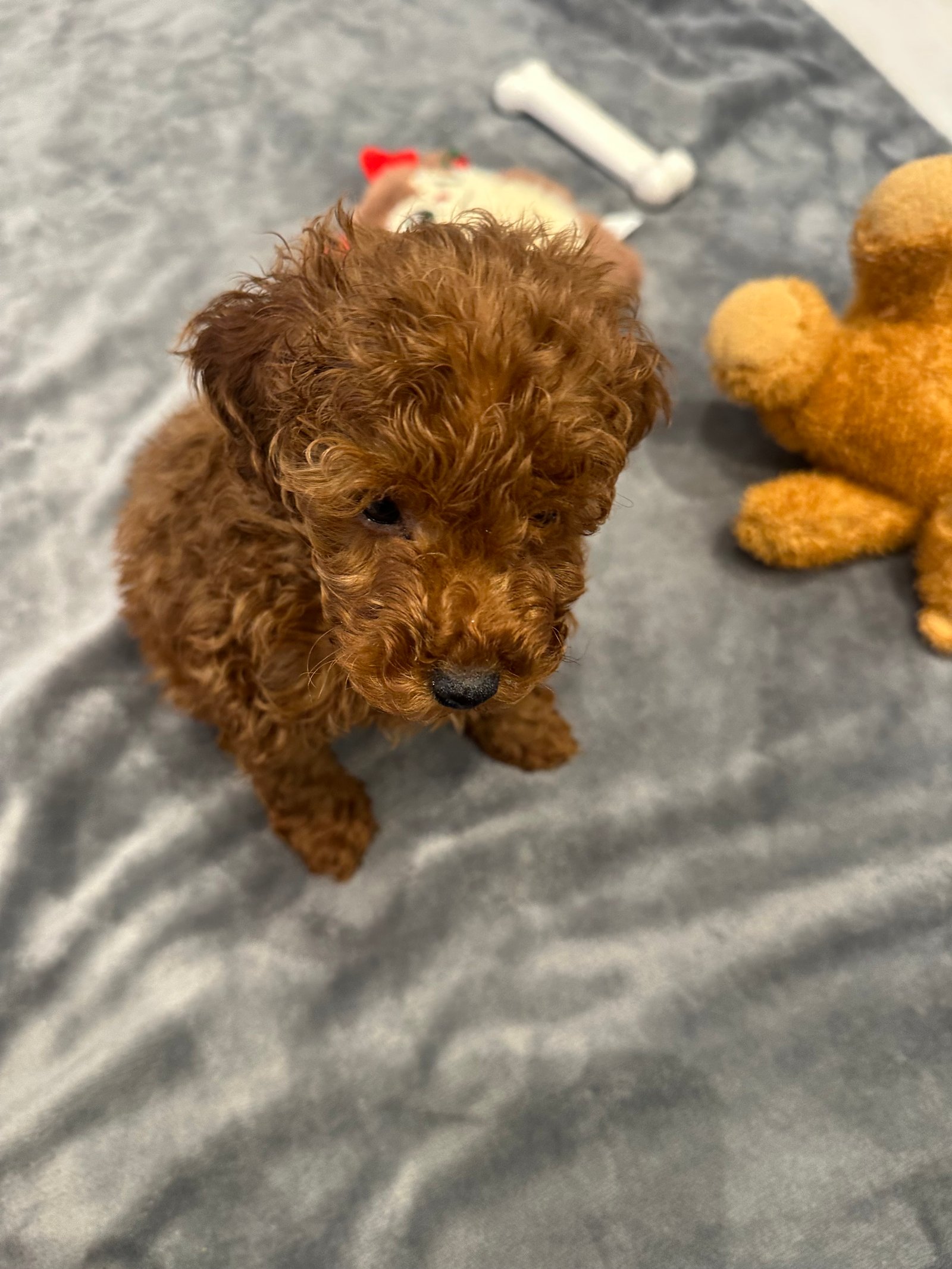 Red Toy Poodle Puppy 10 Weeks Old, Friendly, Vaccinated & Microchipped