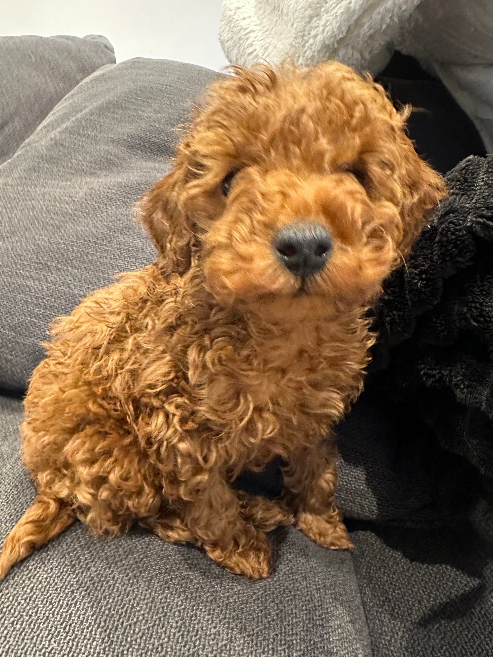 Red Toy Poodle Puppy 10 Weeks Old, Friendly, Vaccinated & Microchipped