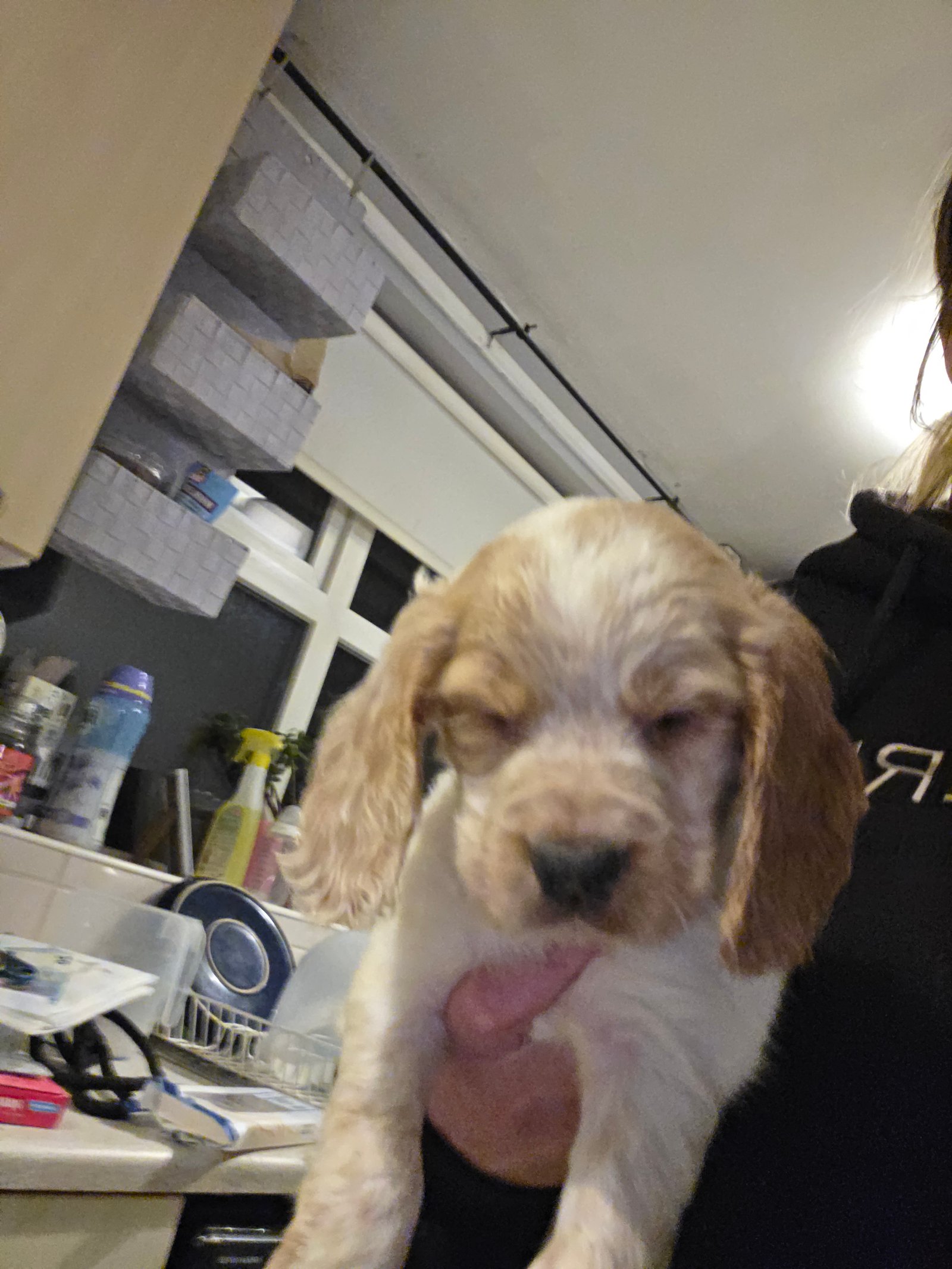 Beautiful Cocker Spaniel Puppies