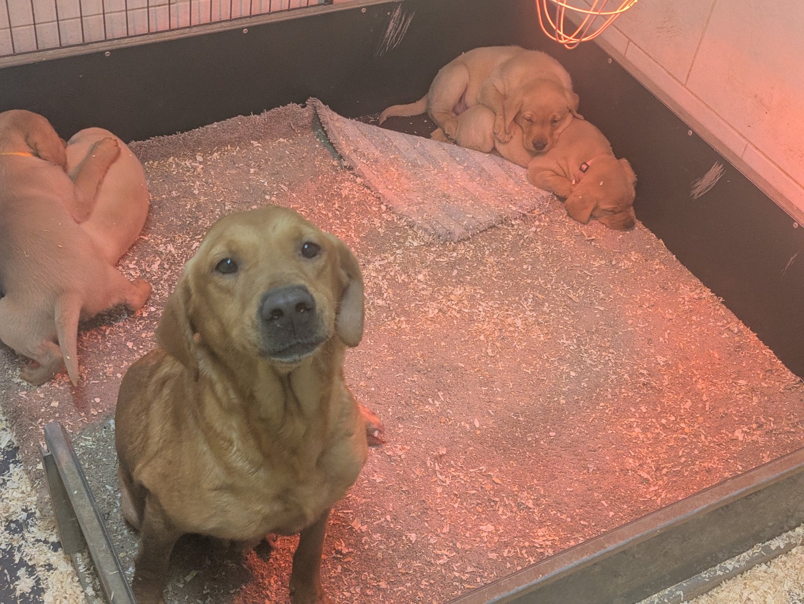 Male Labrador Puppies