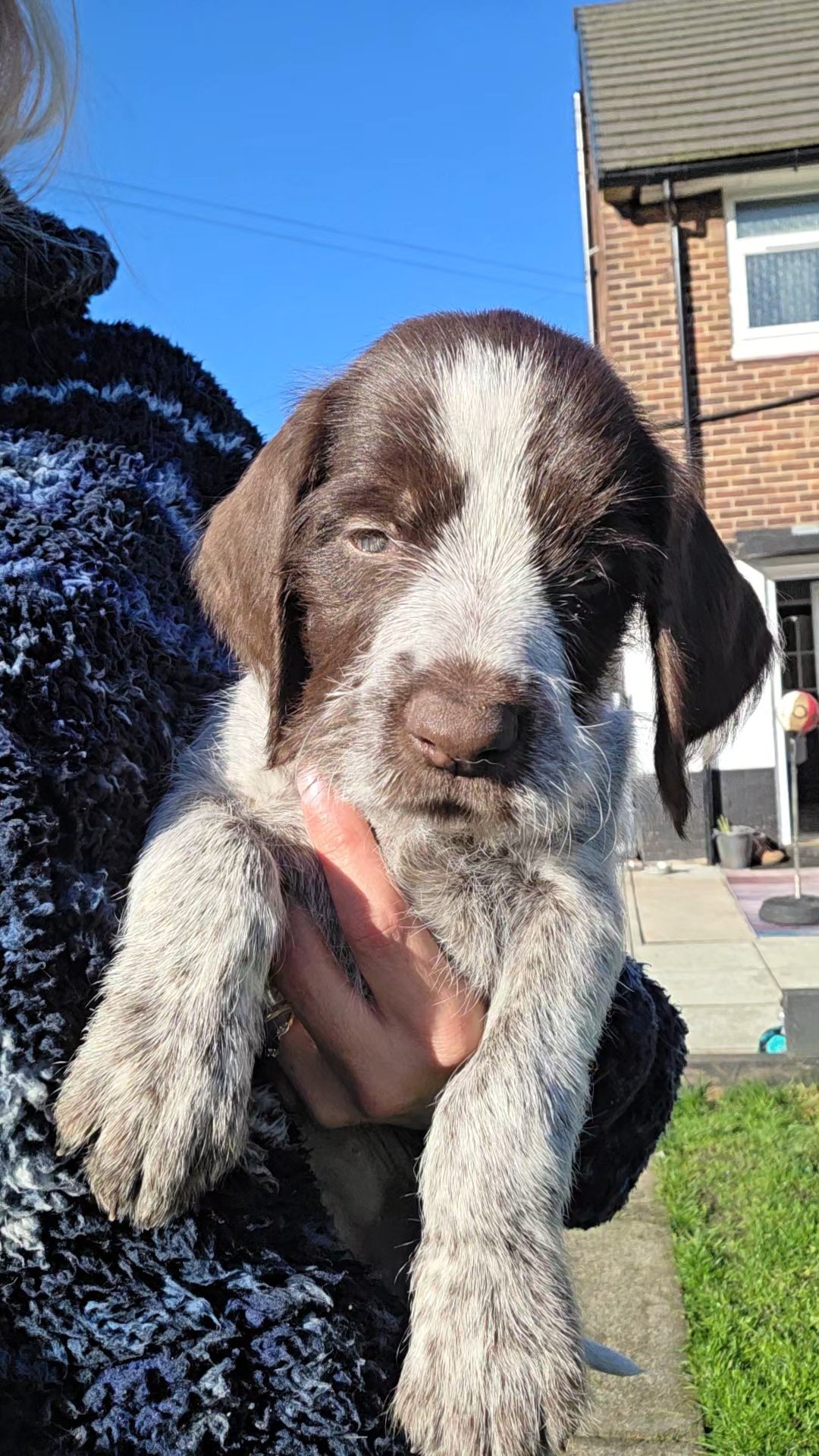 GWP German Wirehaired Puppies