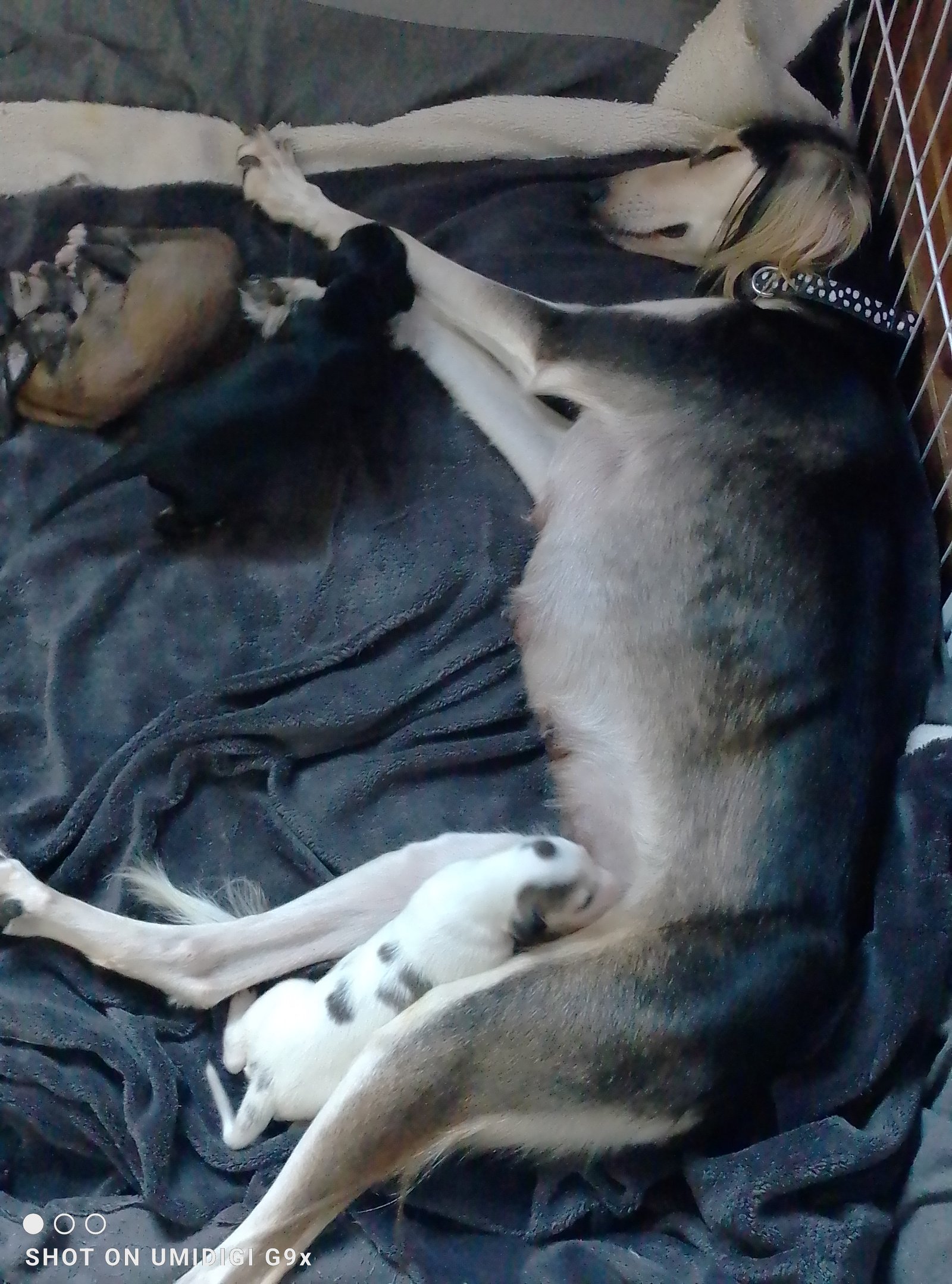 Beautiful Saluki Puppies  One Off Litter