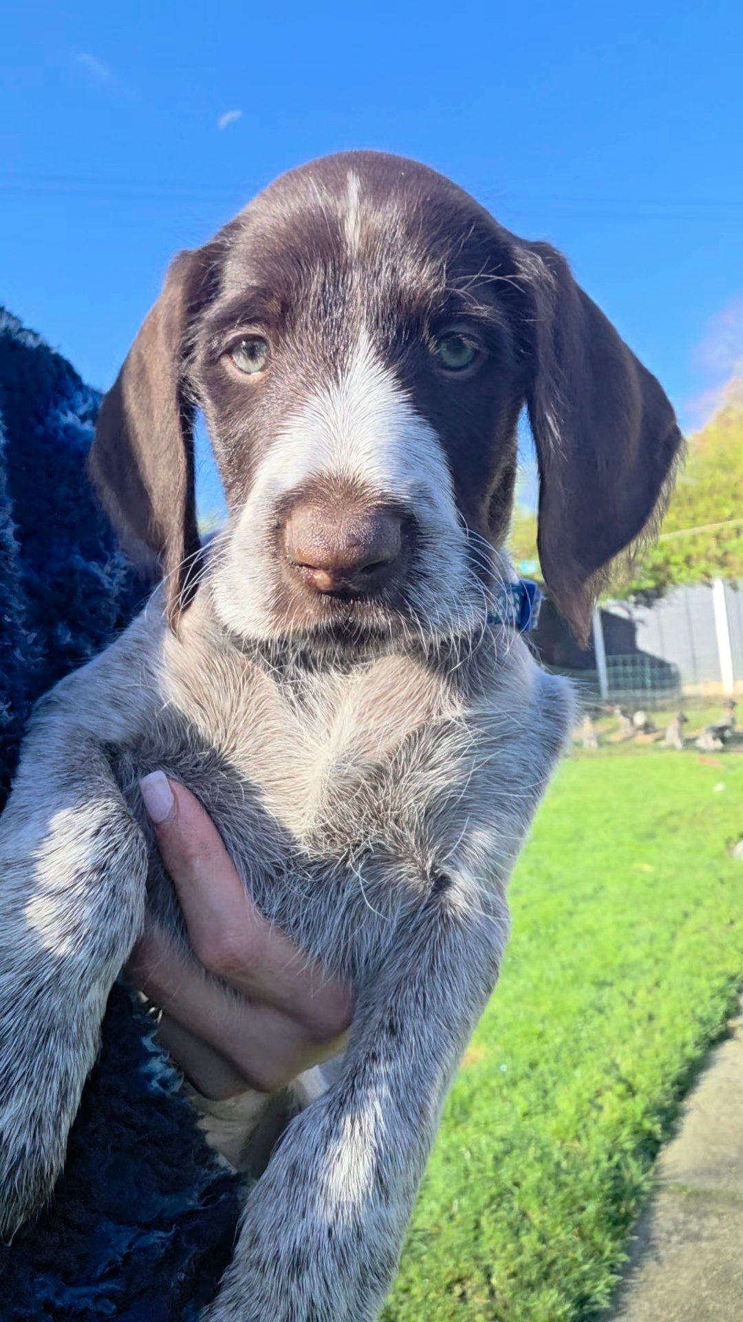 GWP German Wirehaired Puppies