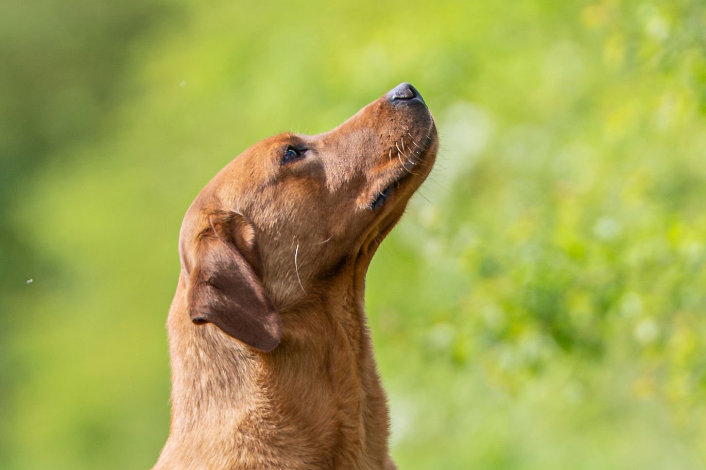 Drago a KC Registered Fox Red Labrador at Stud