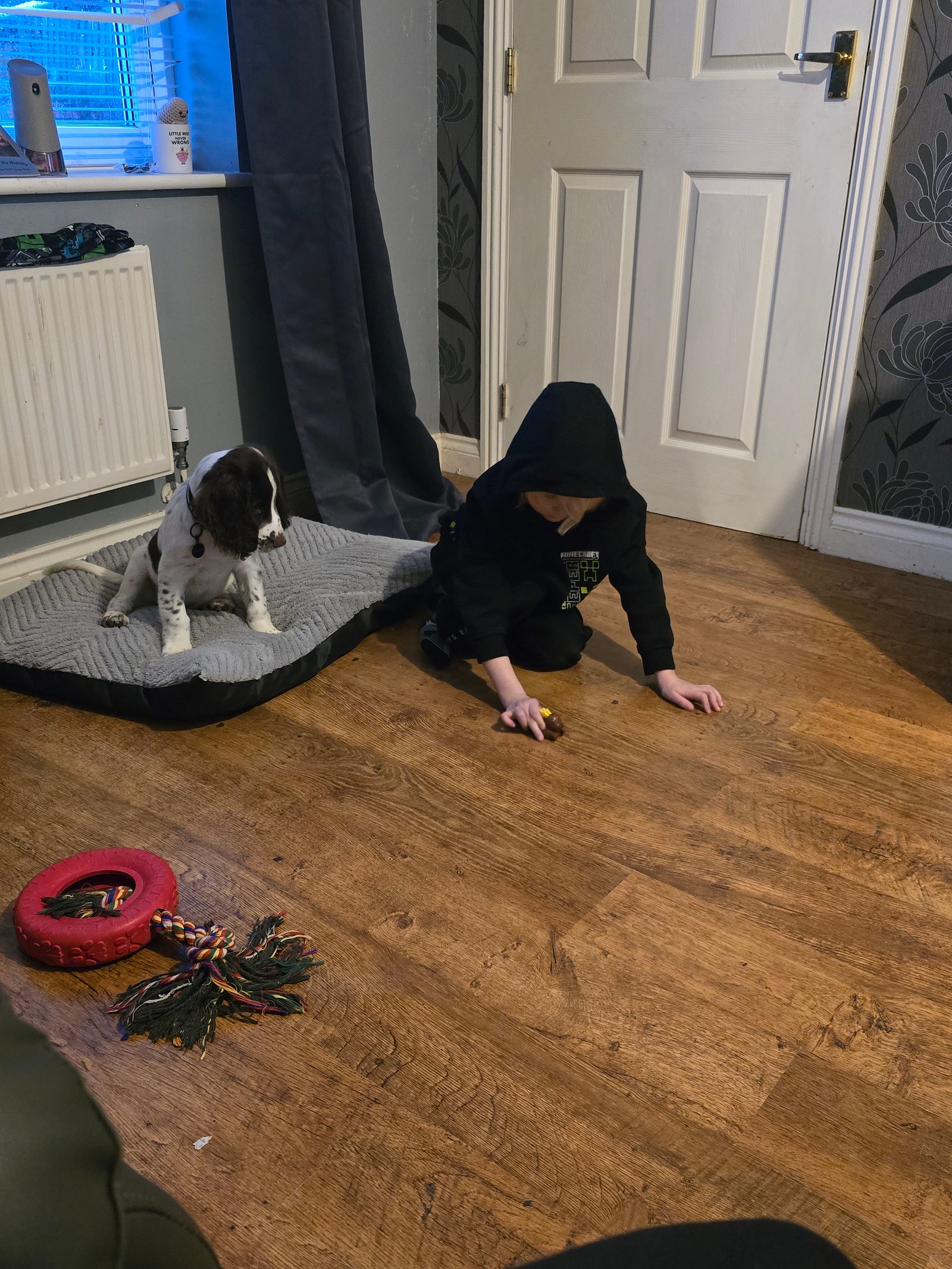 13 Week Old Male Sprocker Puppy