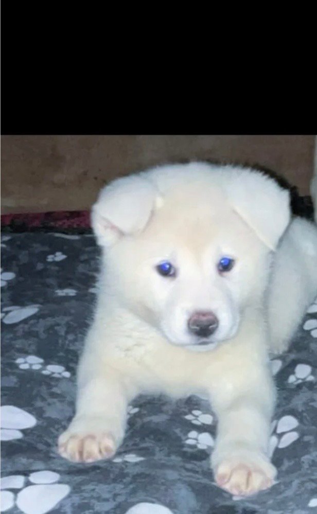 Japanese Akita Inu Puppies