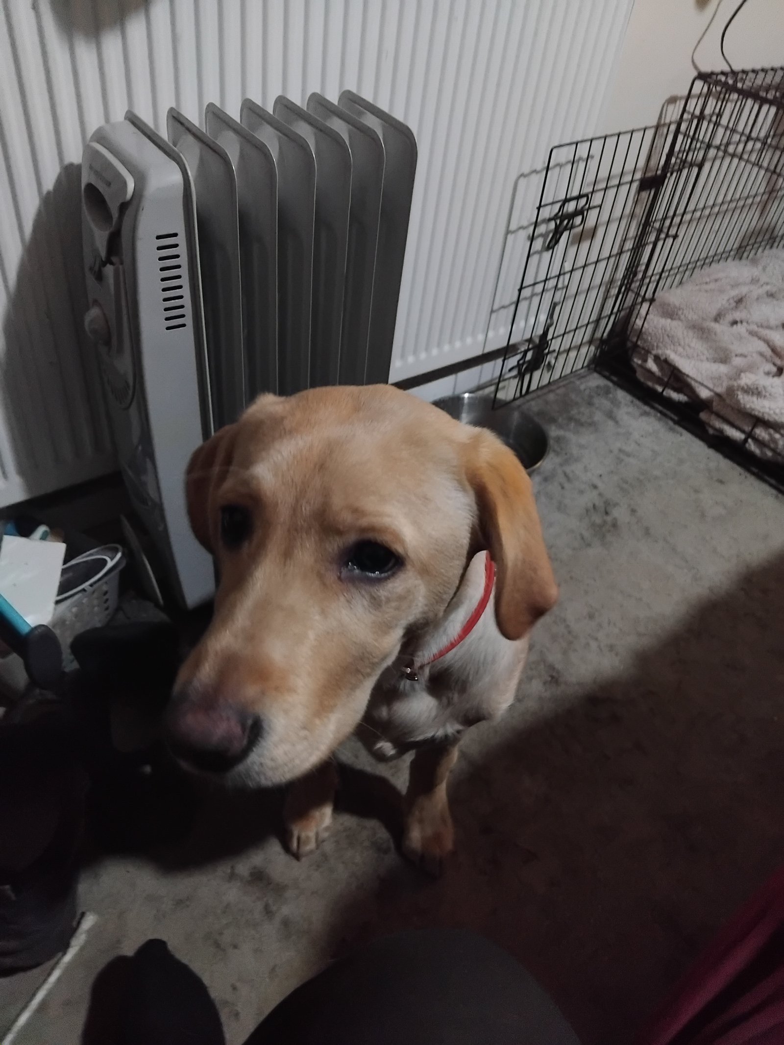 Trained Female Dog for Adoption