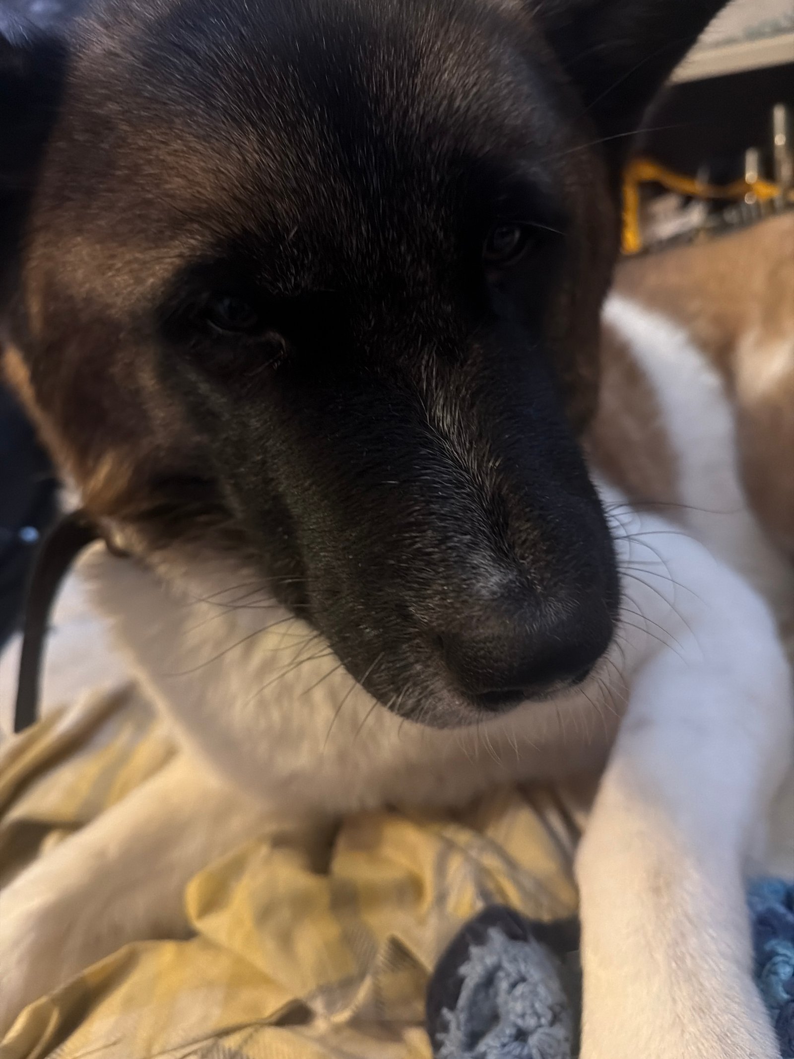 Erin Friendly 3 Year Old American Akita