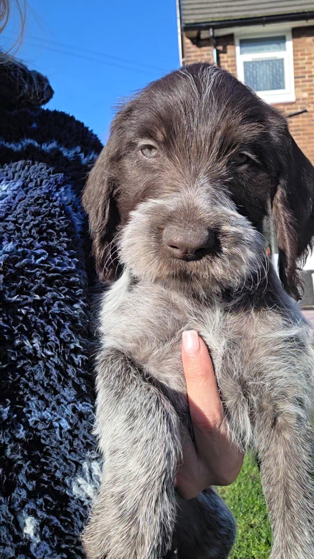 GWP German Wirehaired Puppies