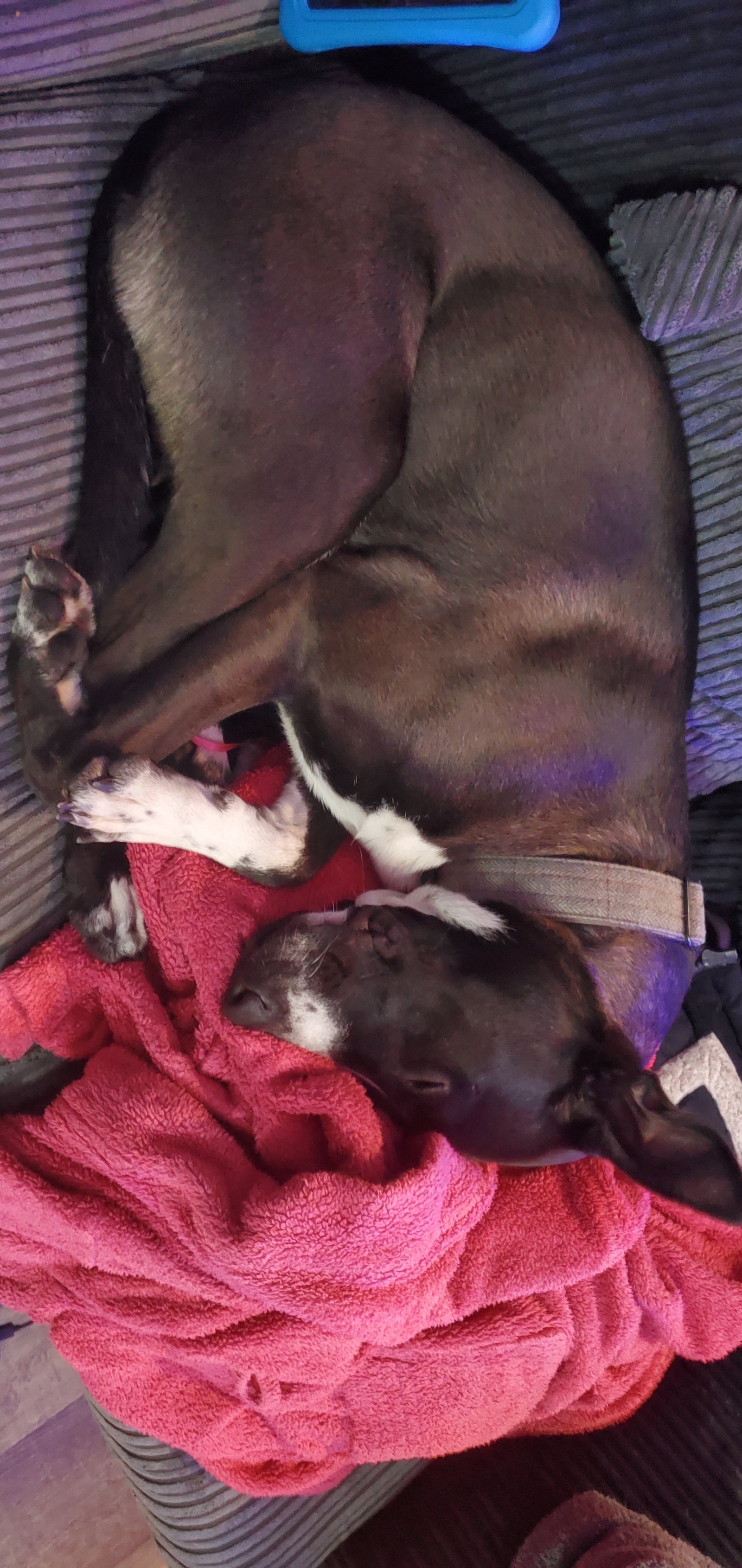 Affectionate 23 Month Old Male Dog Great With Kids