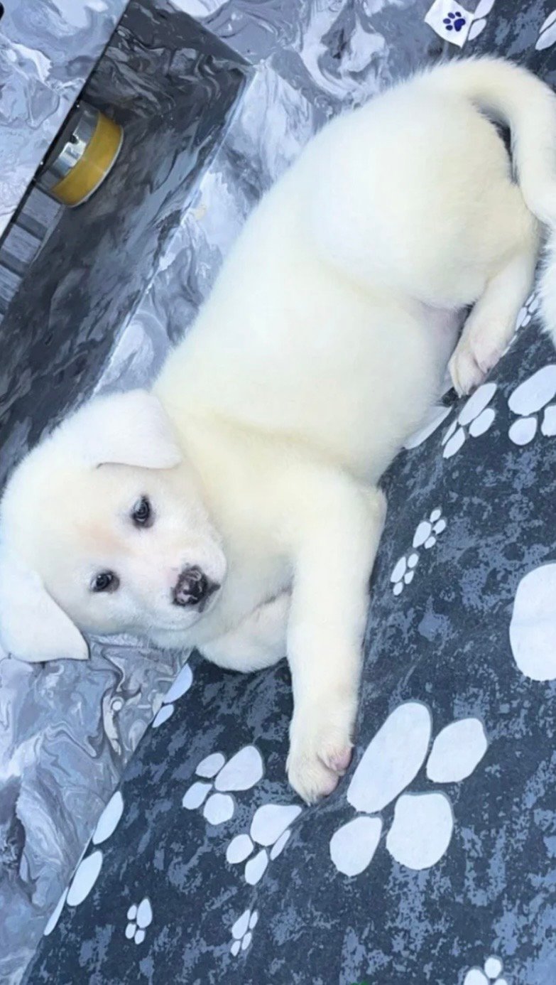 Japanese Akita Inu Puppies