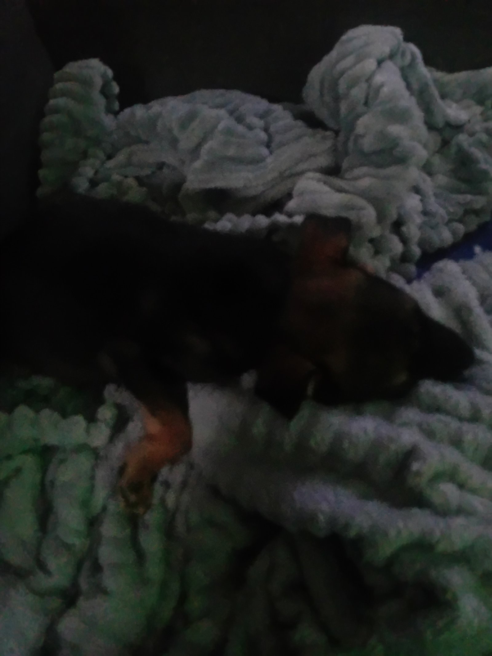 German Shepherd Female Puppy 8 Weeks Old Loving and Playful