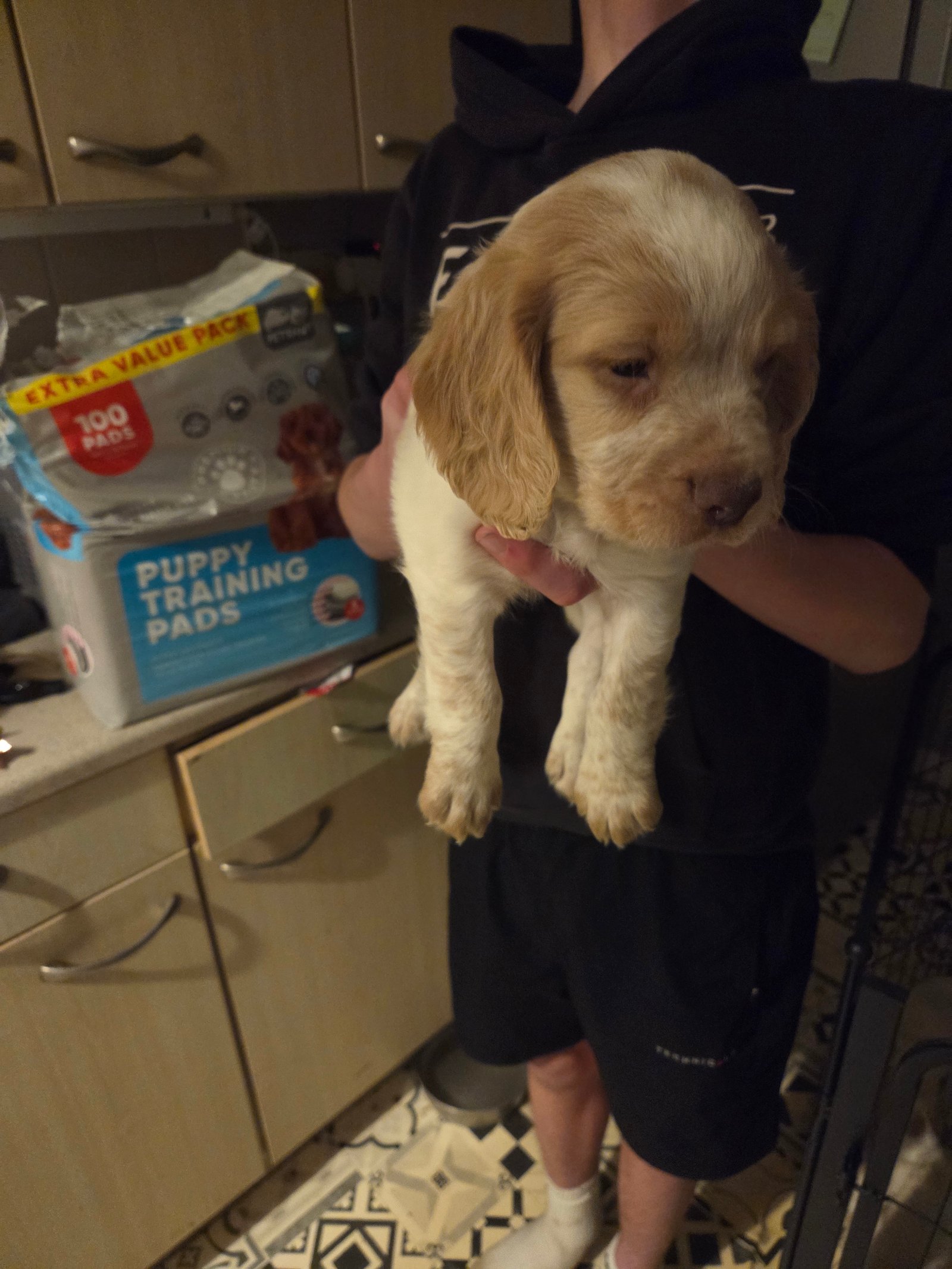 Beautiful Cocker Spaniel Puppies