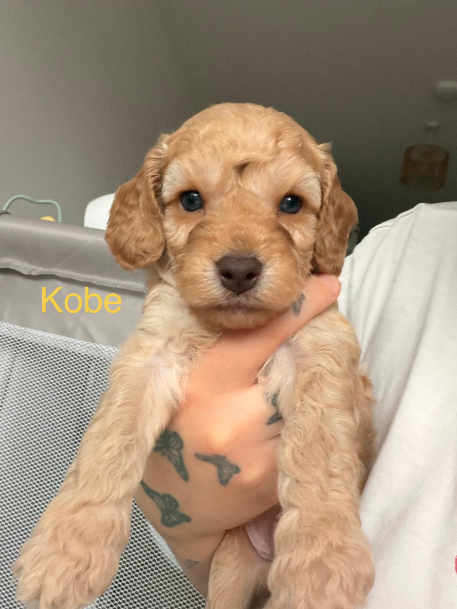 Beautiful Cockapoo Puppies Available