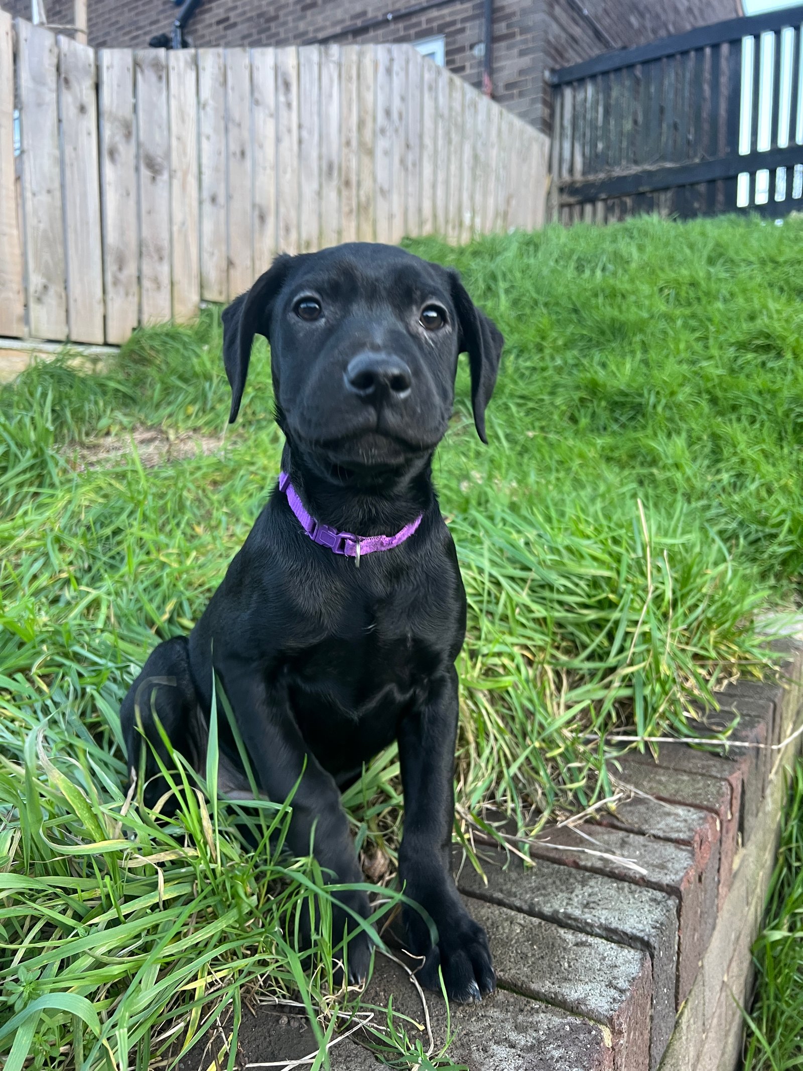 KC Registered Labrador Puppies Home Raised, Well Socialised & Family Friendly