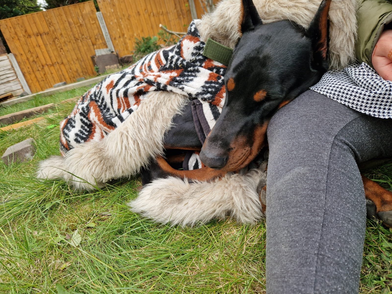 European Doberman for Rehoming FCI Registered Kobe