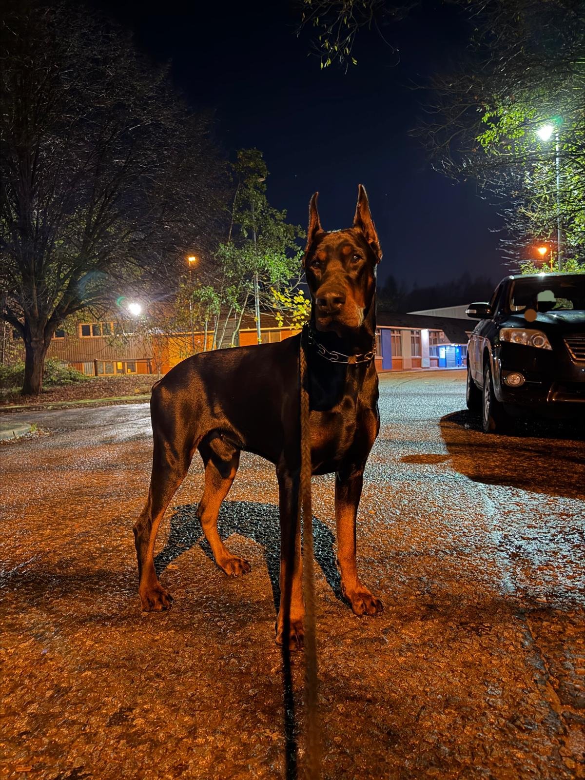 European Doberman for Rehoming FCI Registered Kobe