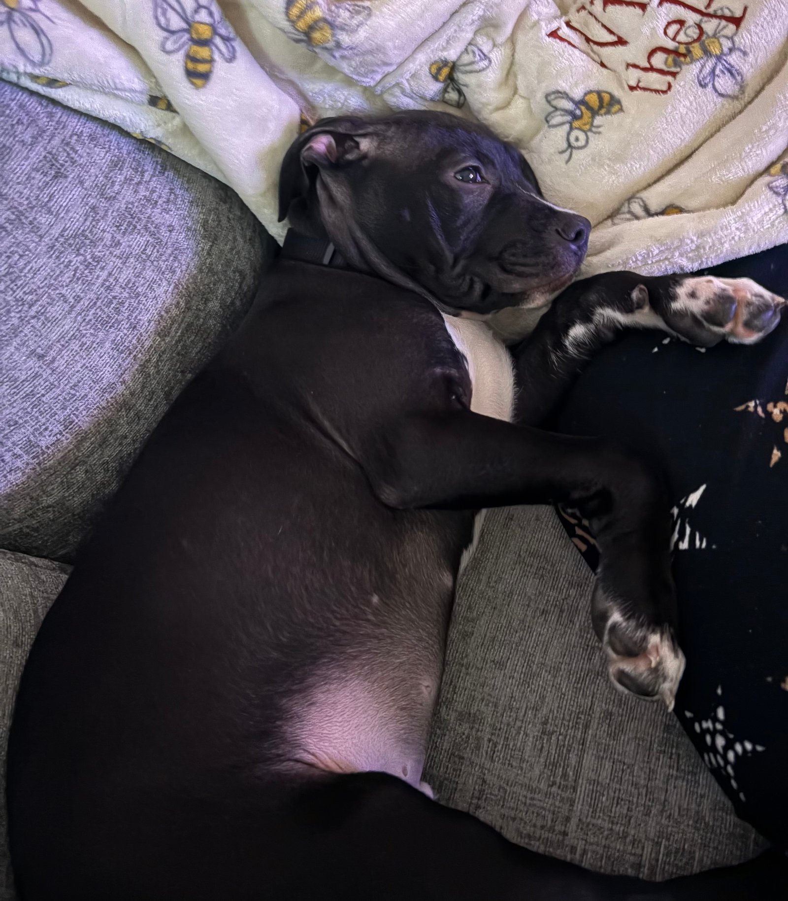 Staffordshire Bull Terrier Puppy