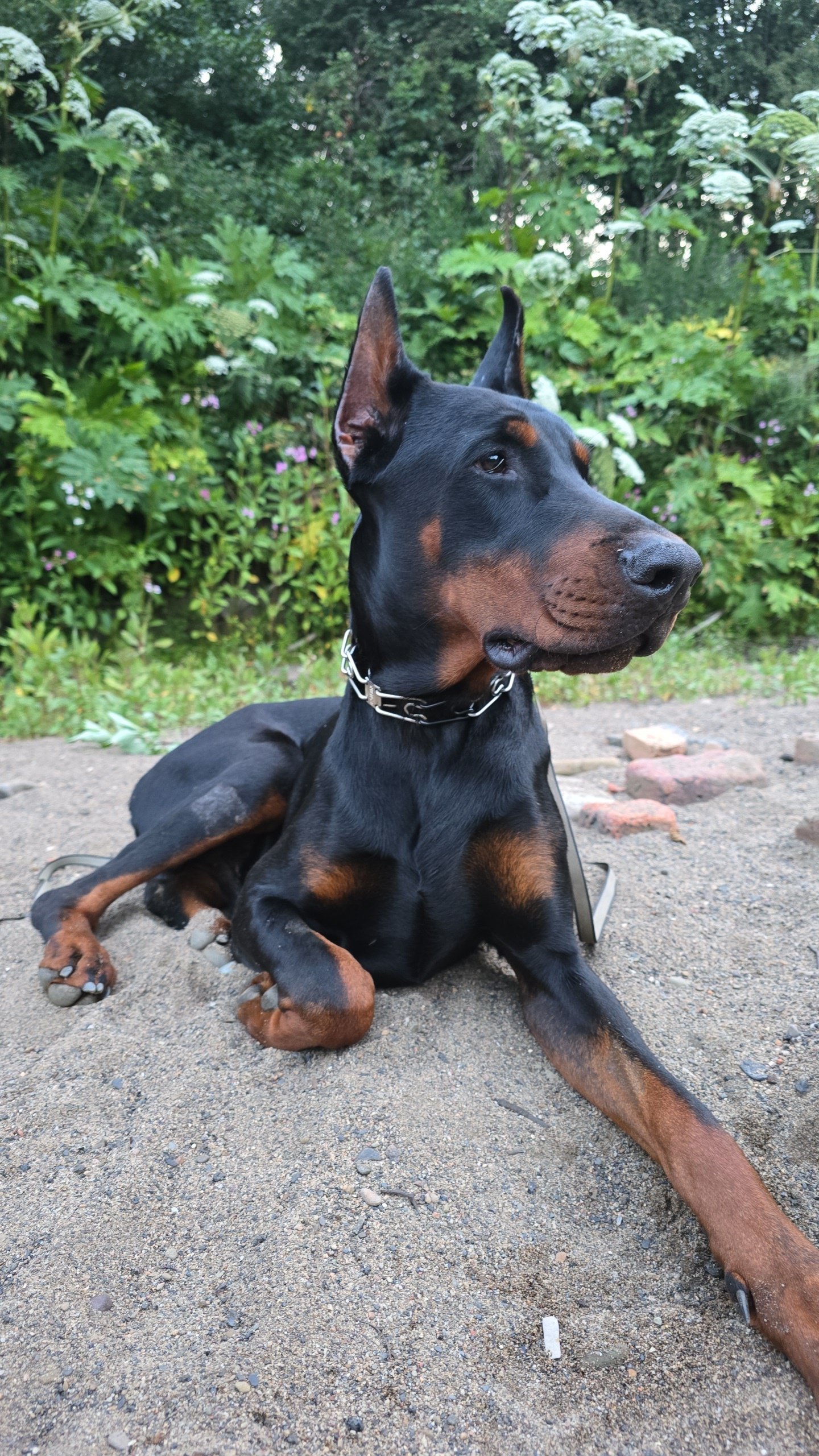 European Doberman for Rehoming FCI Registered Kobe
