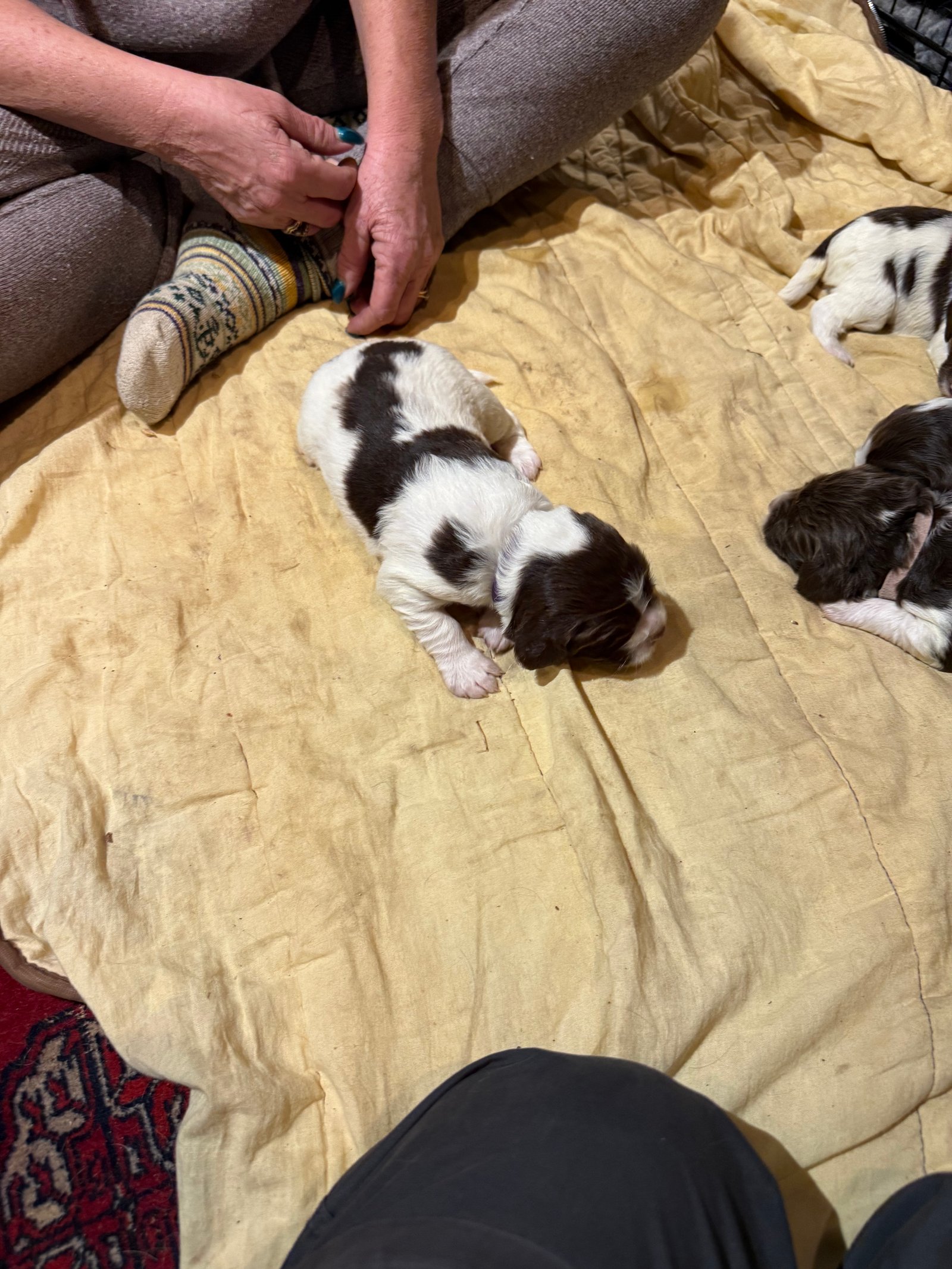 English Springer Spaniel Puppies for Sale