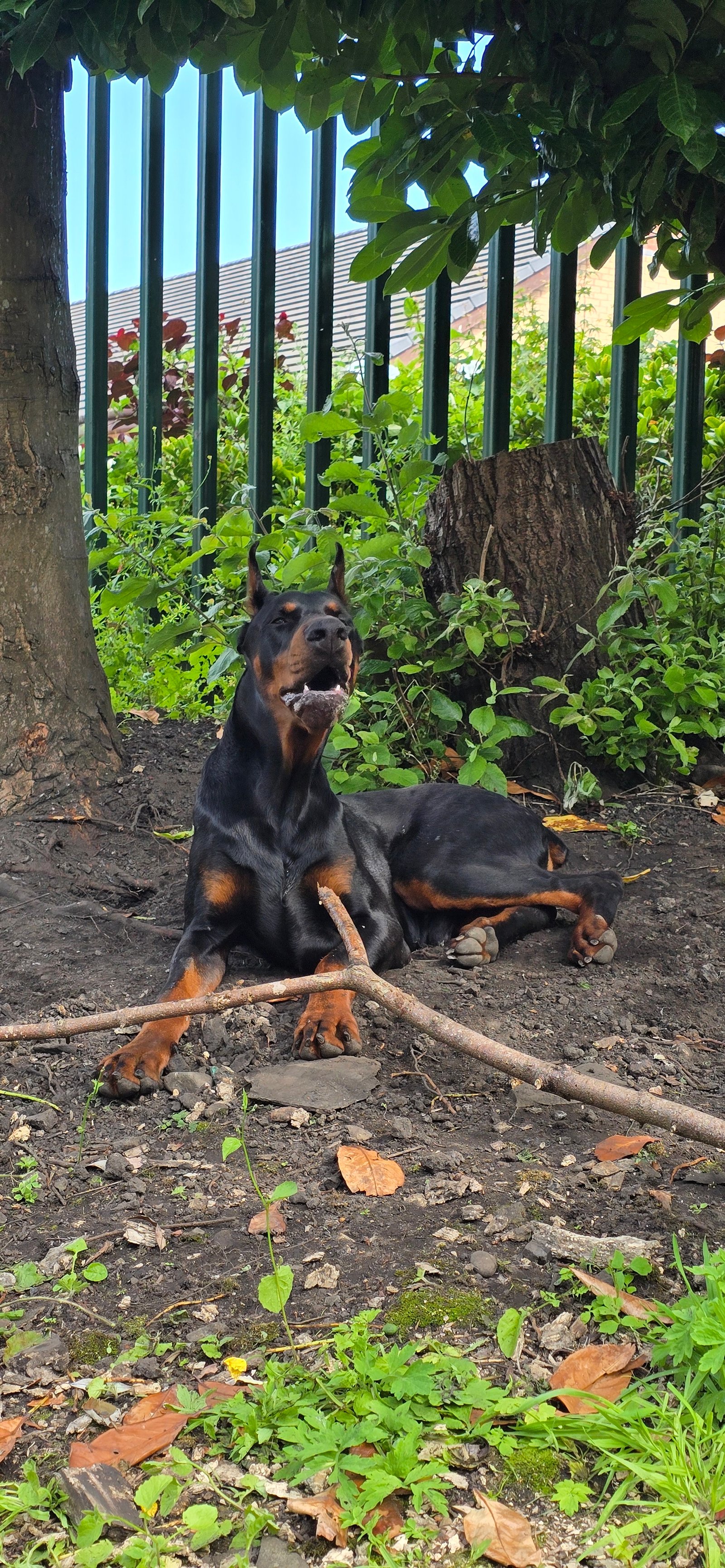 European Doberman for Rehoming FCI Registered Kobe