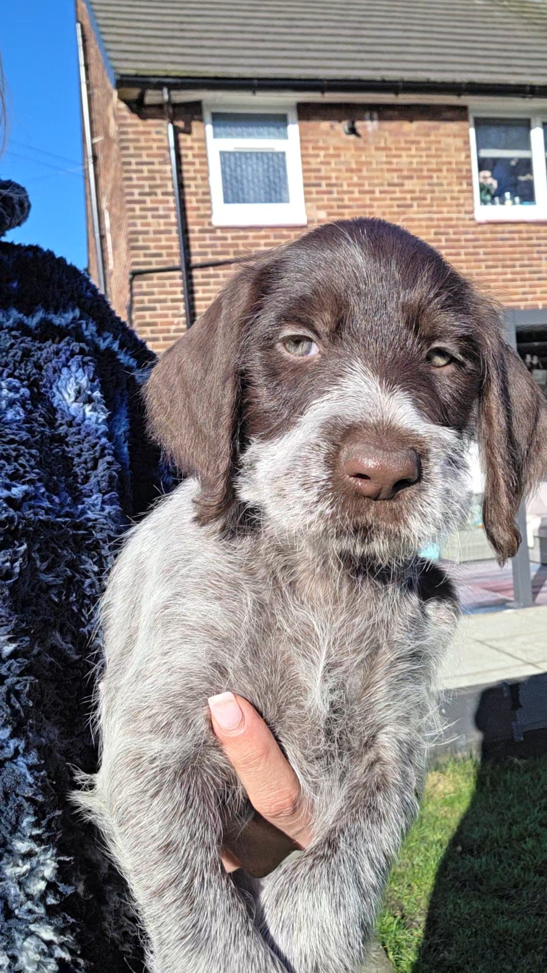 GWP German Wirehaired Puppies