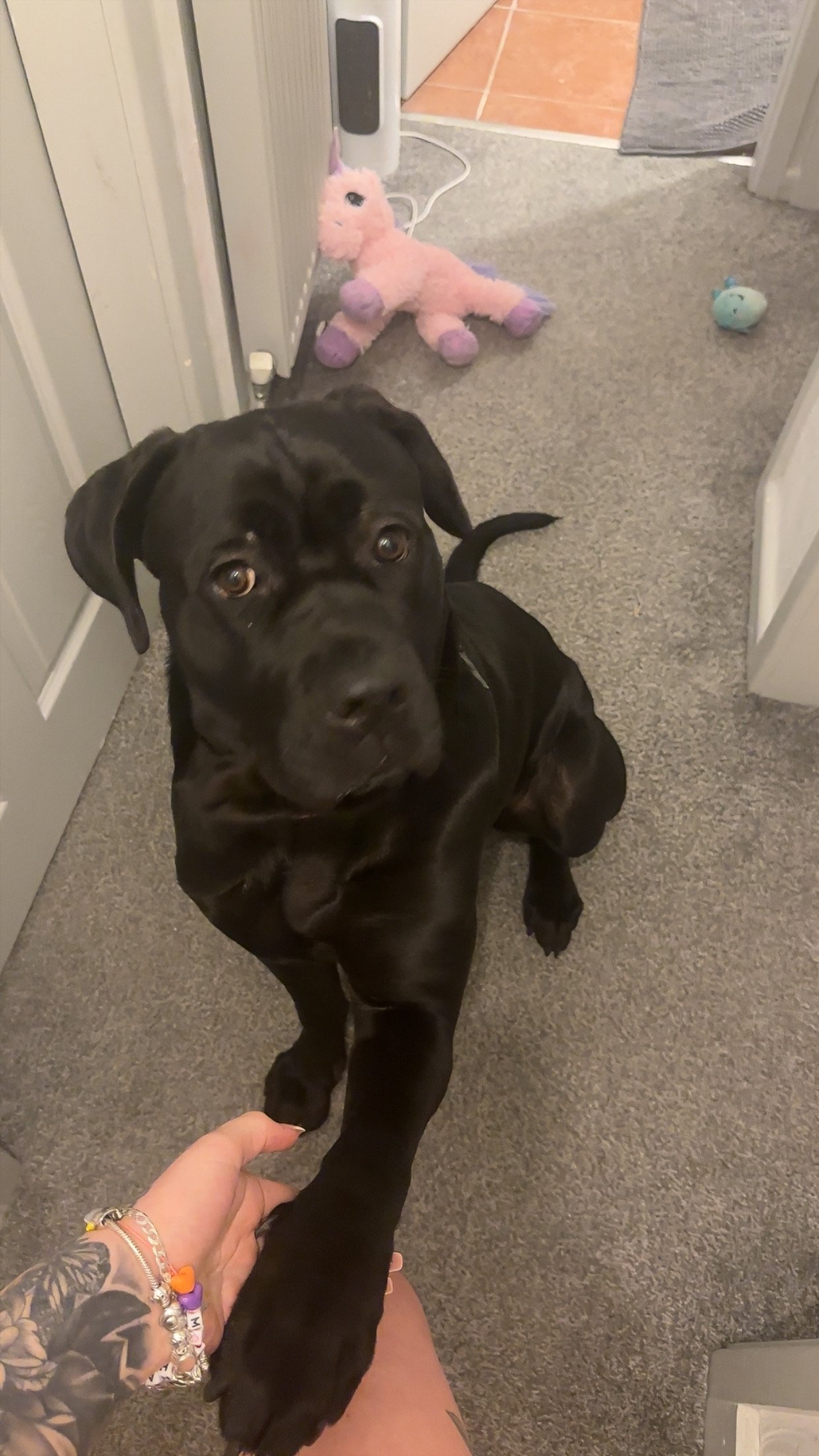 1 Year Old Pedigree Cane Corso Looking for a Loving Home