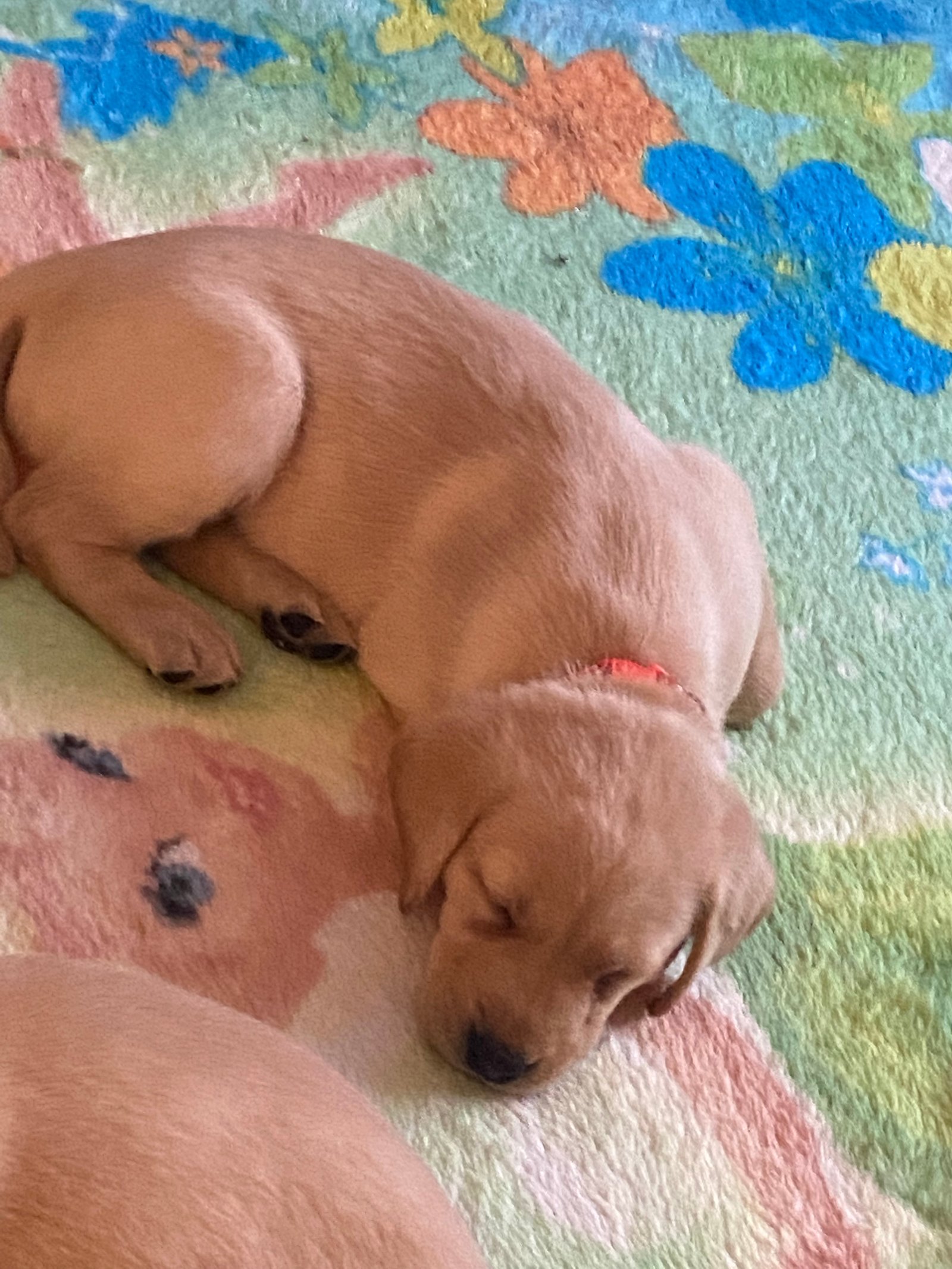KC Registered Labrador Puppies For Sale