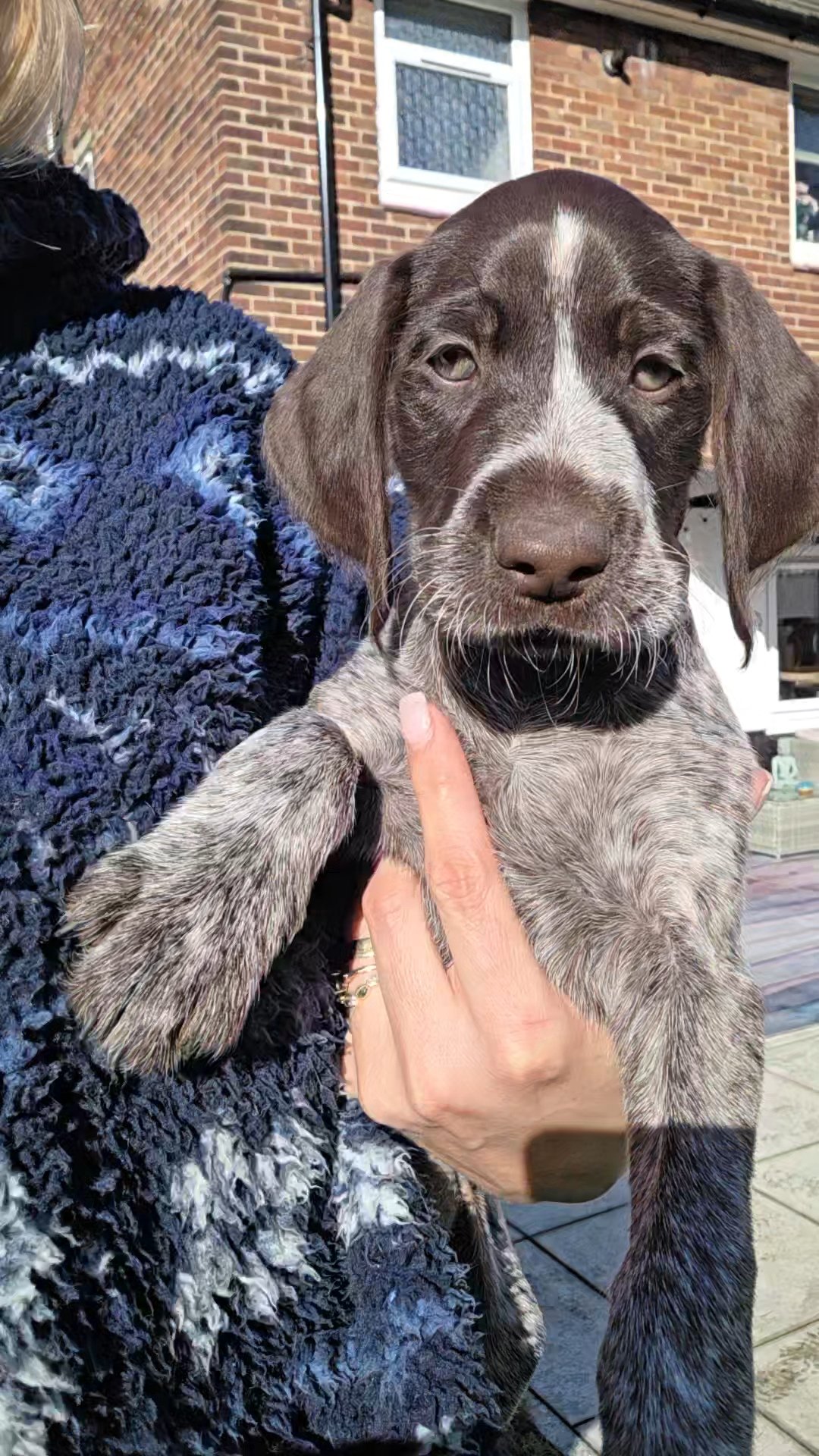 GWP German Wirehaired Puppies