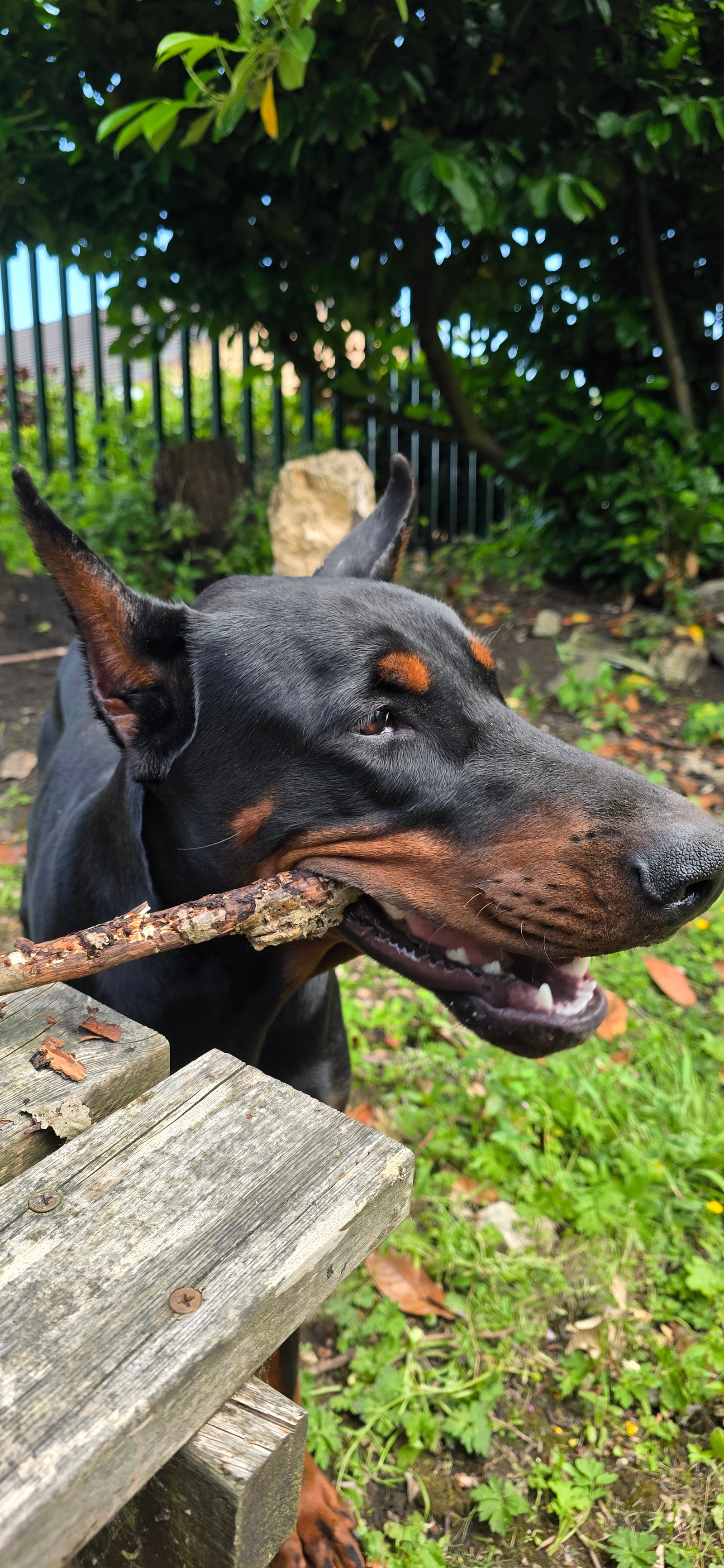 European Doberman for Rehoming FCI Registered Kobe