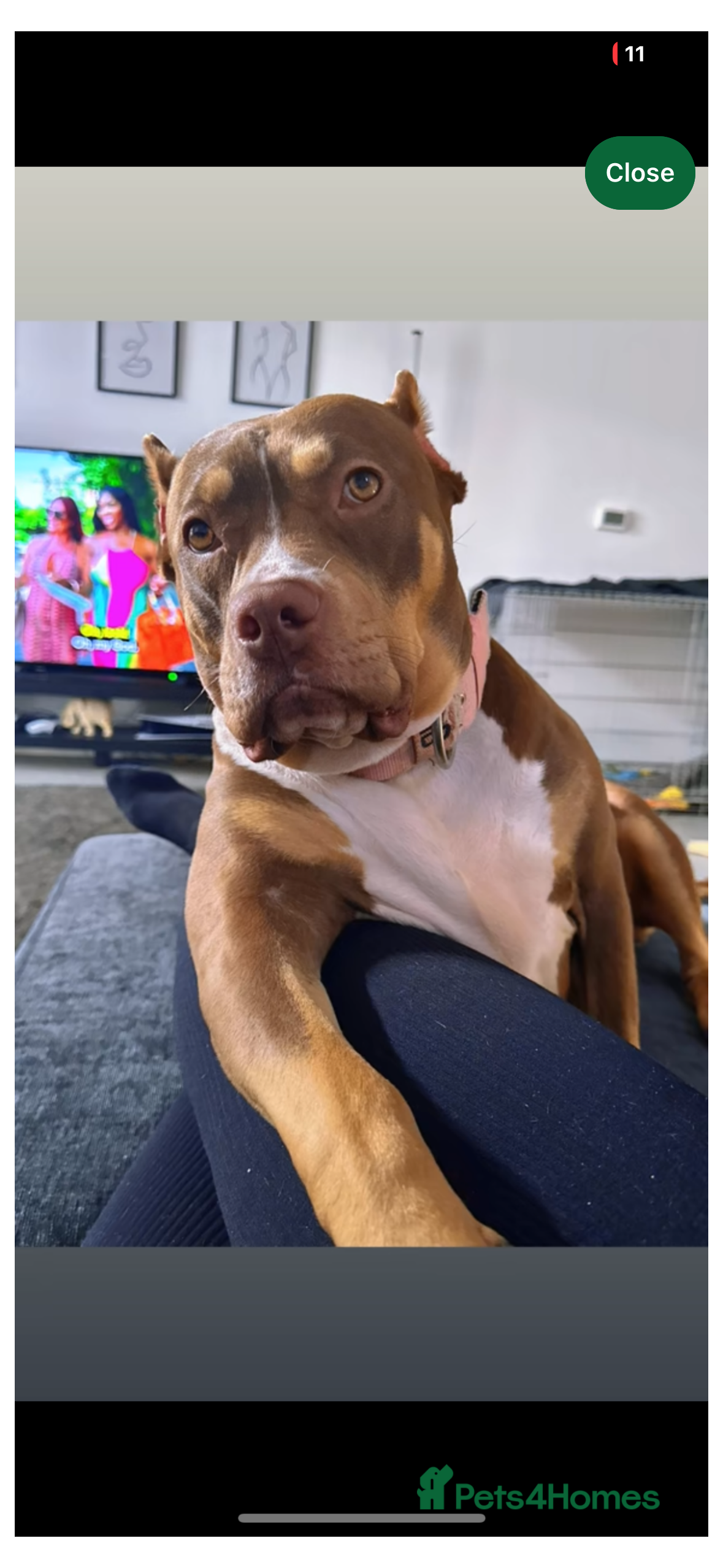 Roxy 4 Year Old Friendly Family Dog
