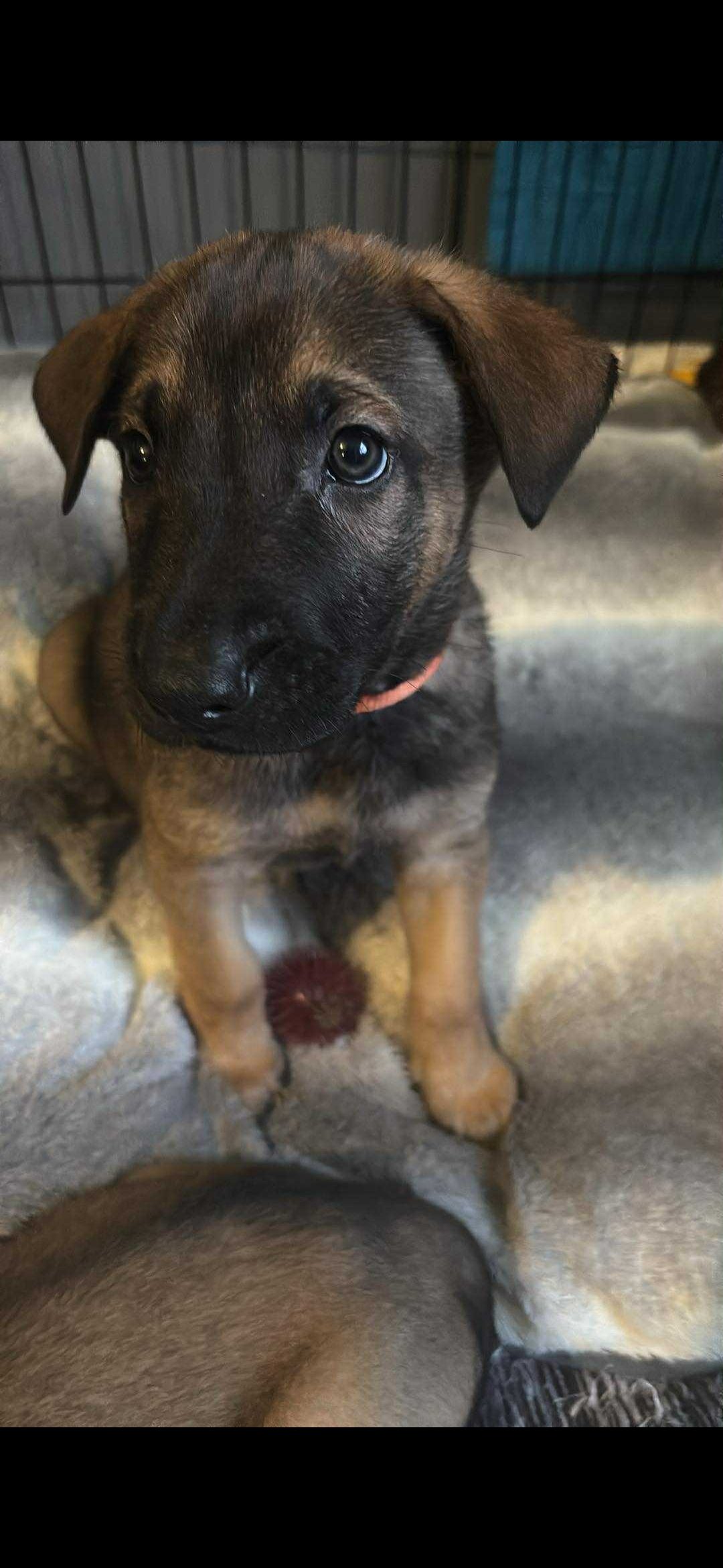 Rehoming Our German Shepherd Puppy River Loving Home Wanted