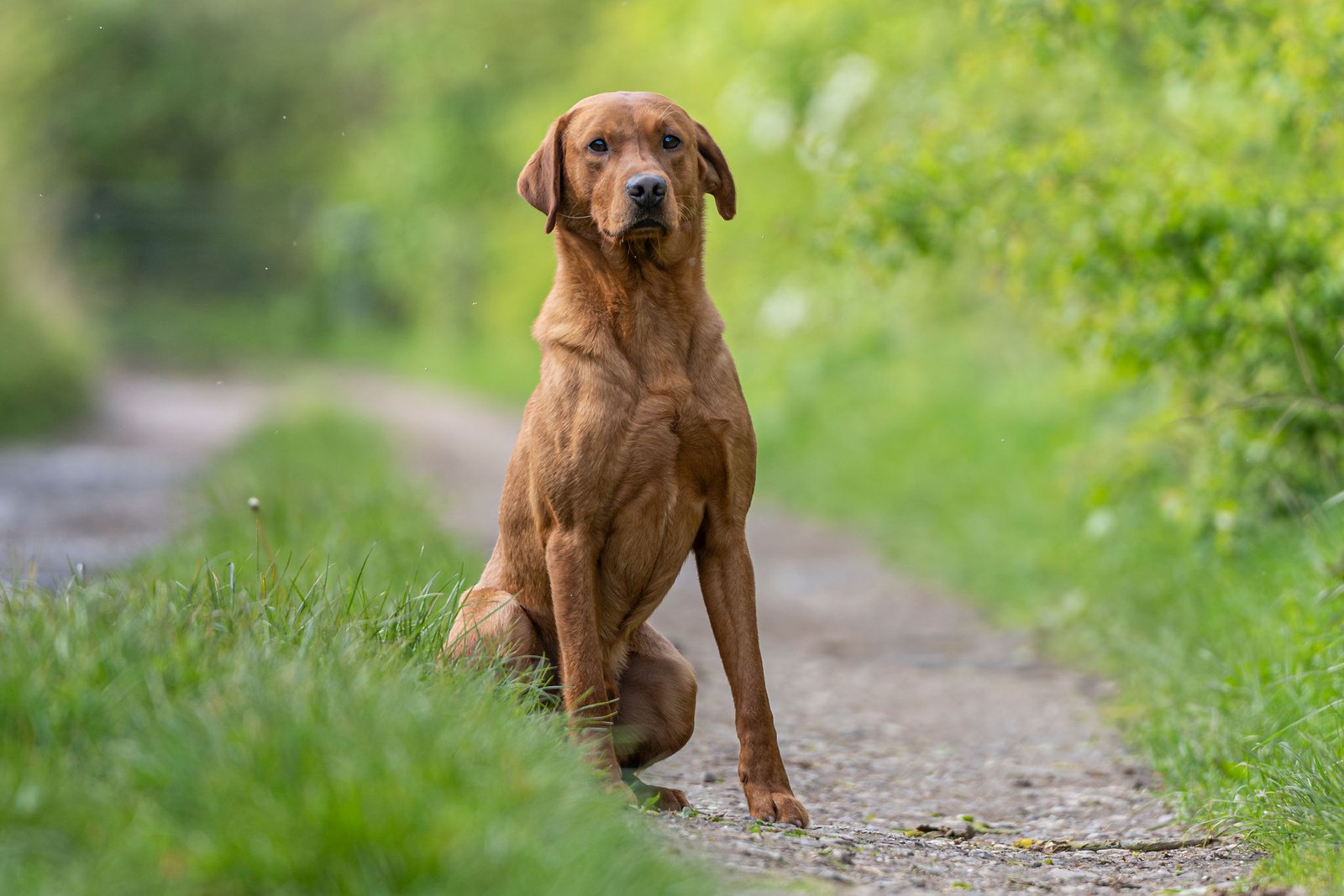 Drago a KC Registered Fox Red Labrador at Stud