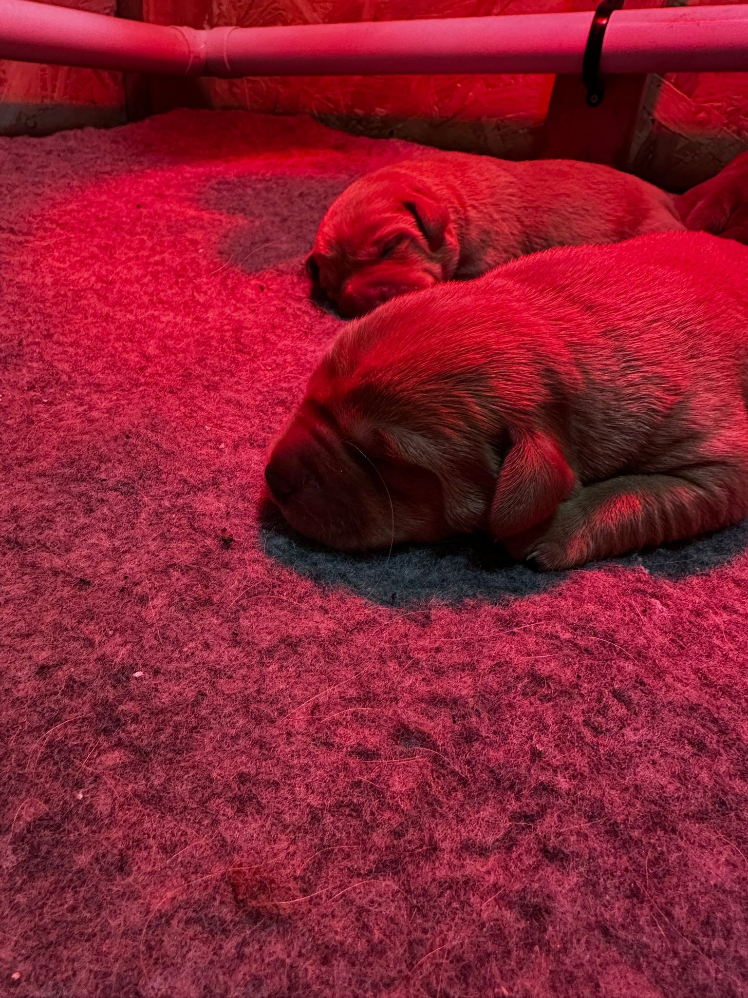 Red Labrador Puppies