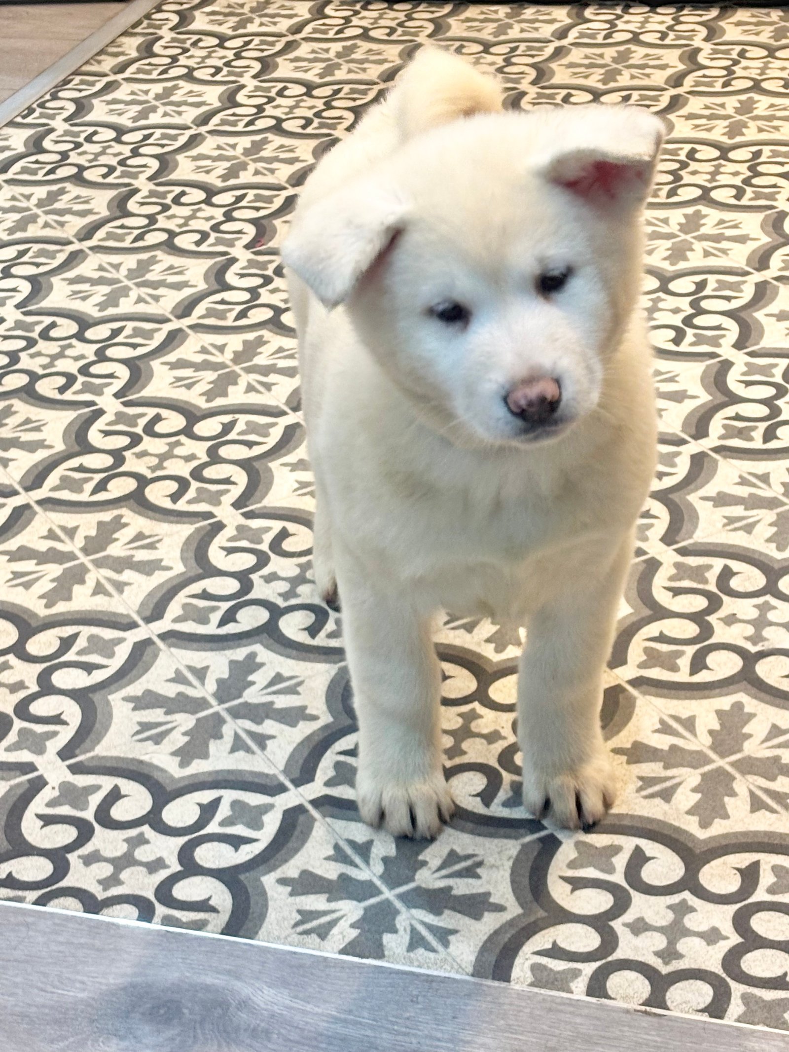Japanese Akita Inu Puppies