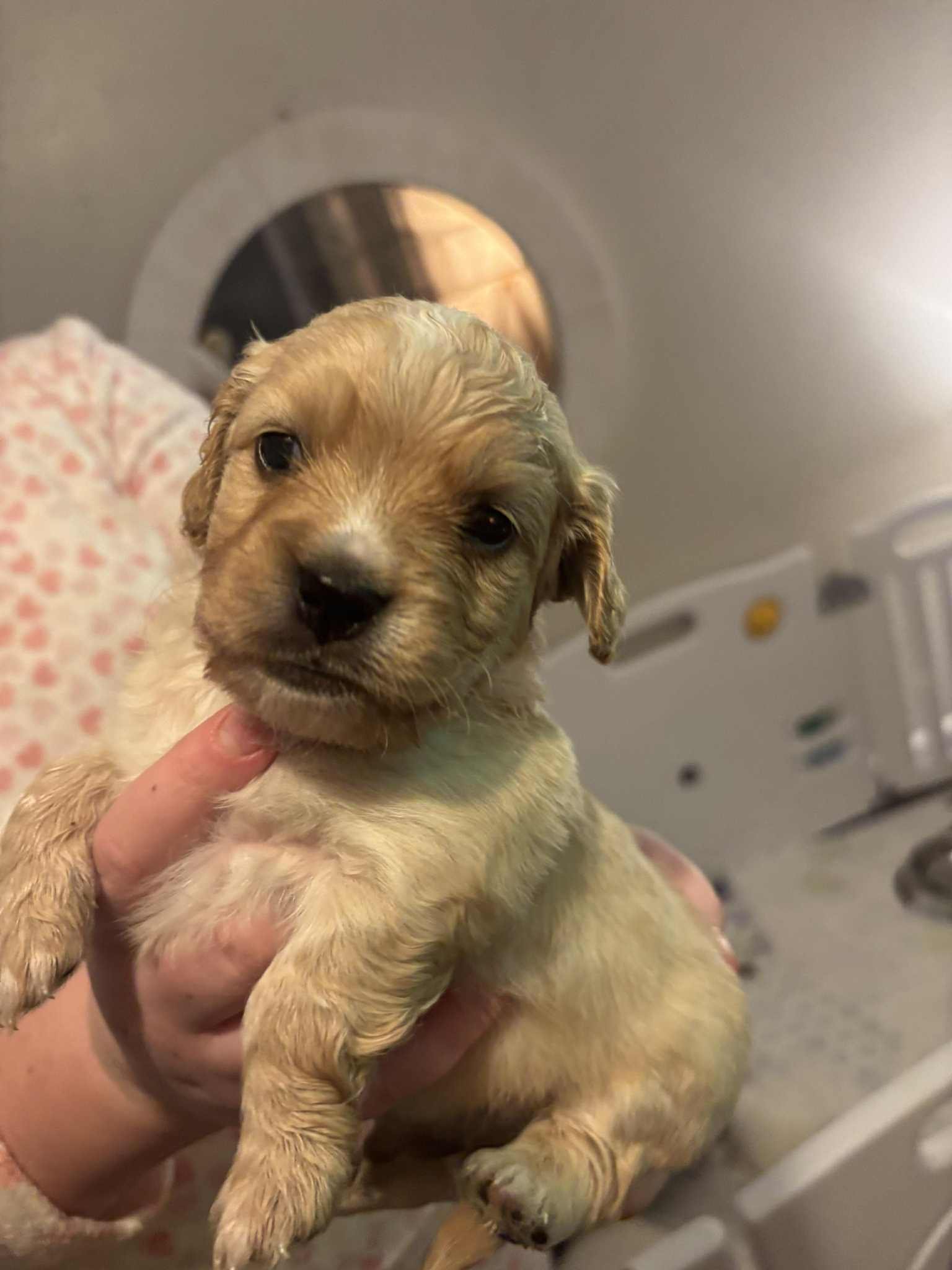 Cavachon x Sprollie Puppies – Intelligent, Active & Family Raised