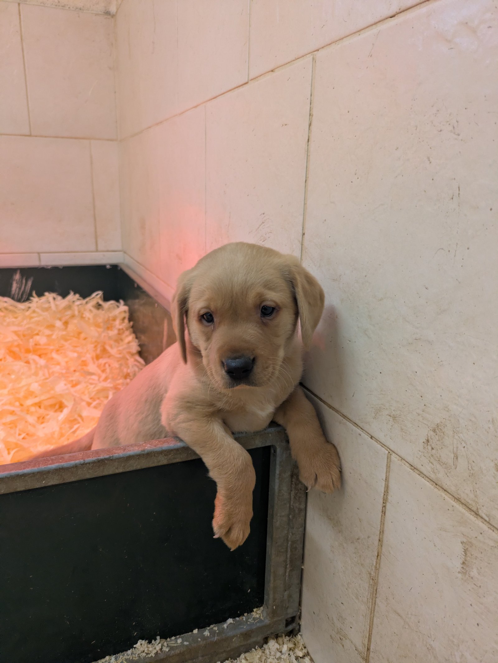 Male Labrador Puppies
