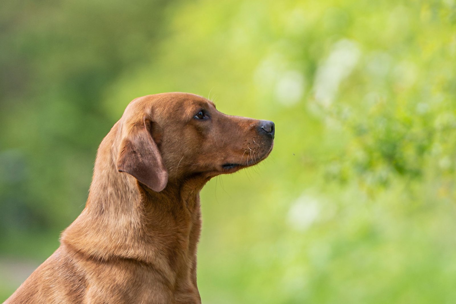 Drago a KC Registered Fox Red Labrador at Stud